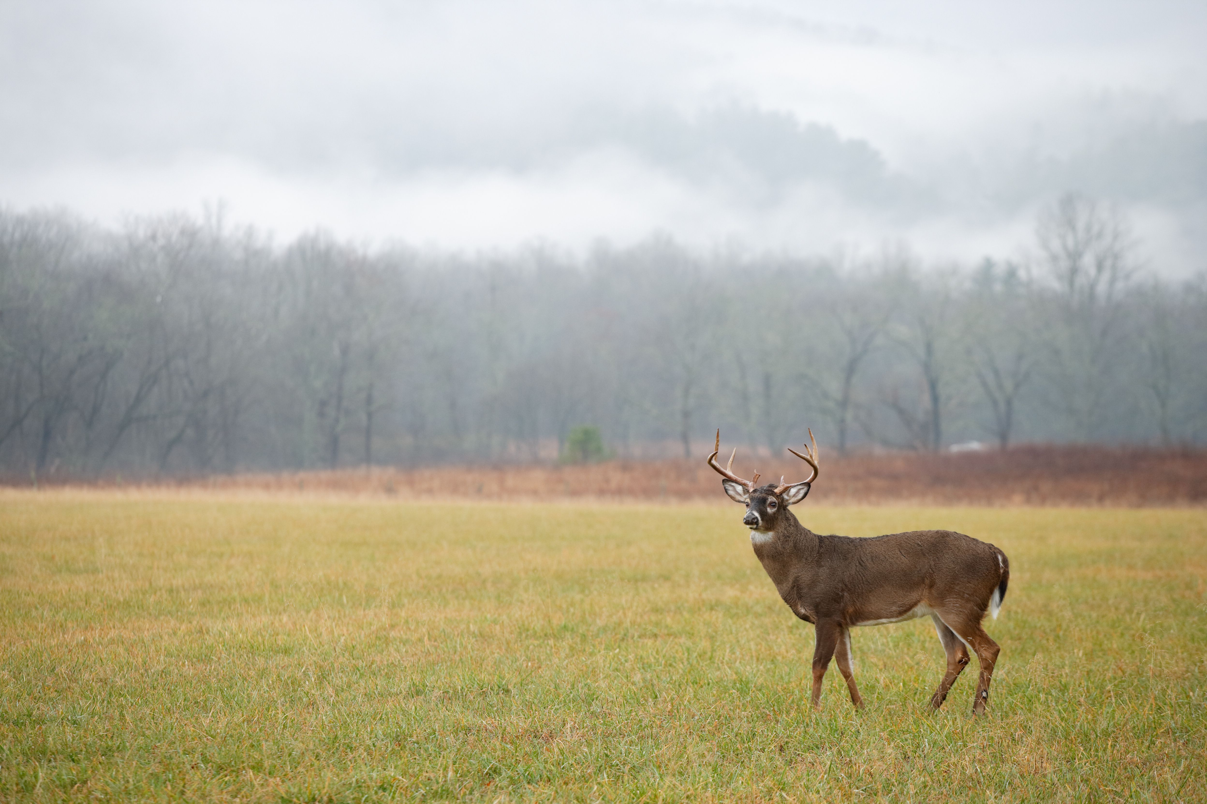 A whitetail buck in a field, NC deer season concept.