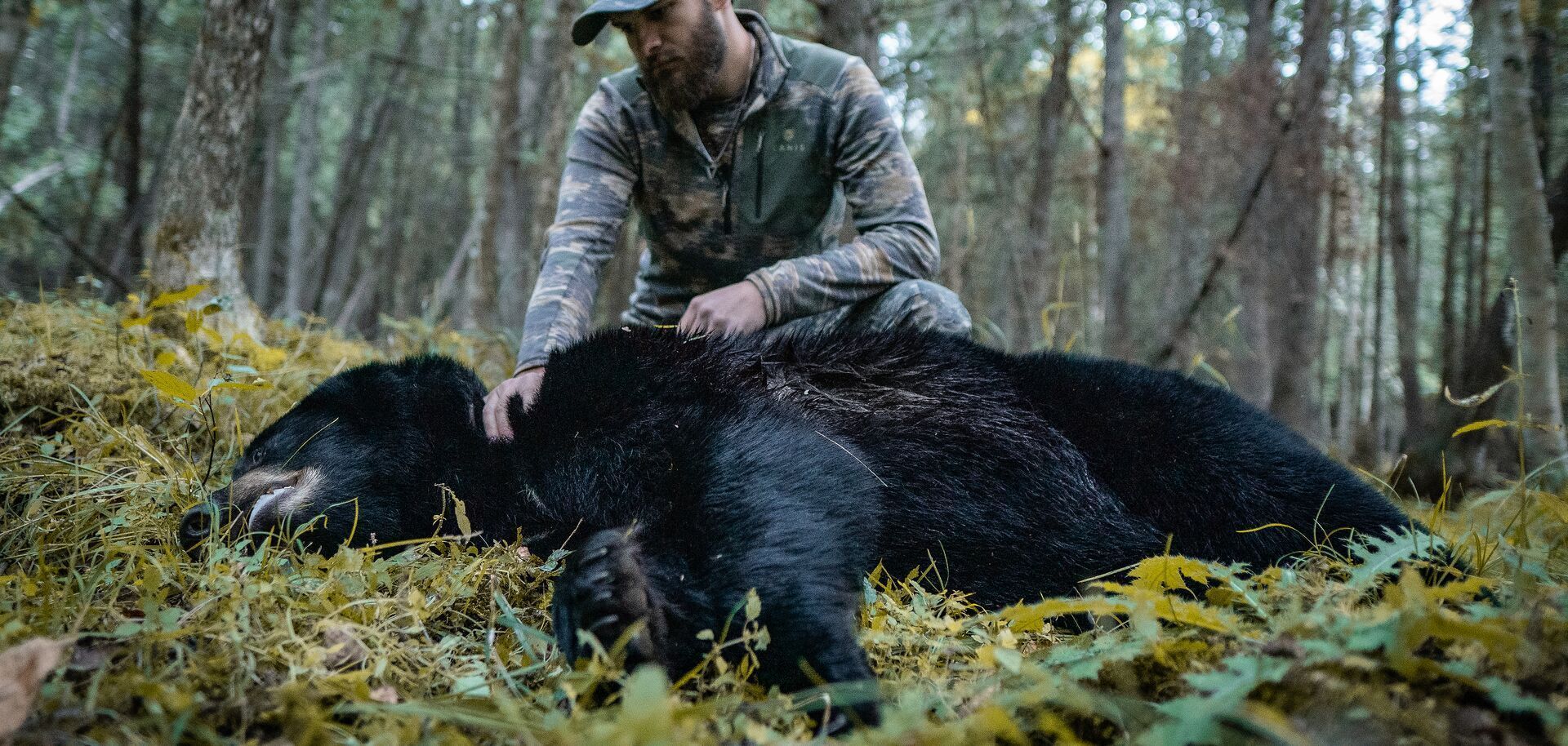 Hunter with black bear on the ground after hunt, black bear hunting season concept.