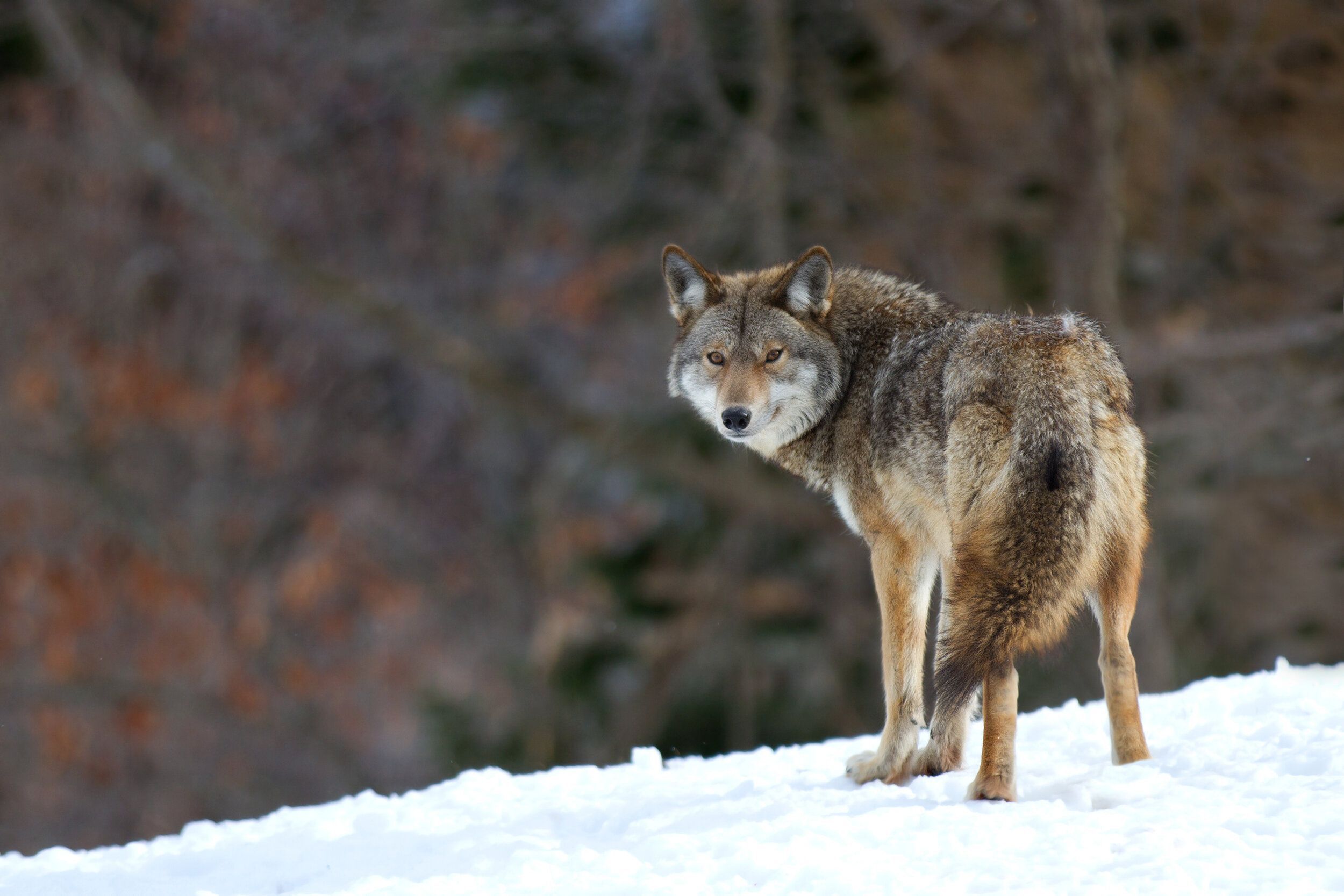 Side view of coyote on snow, best time of day to hunt coyotes concept.