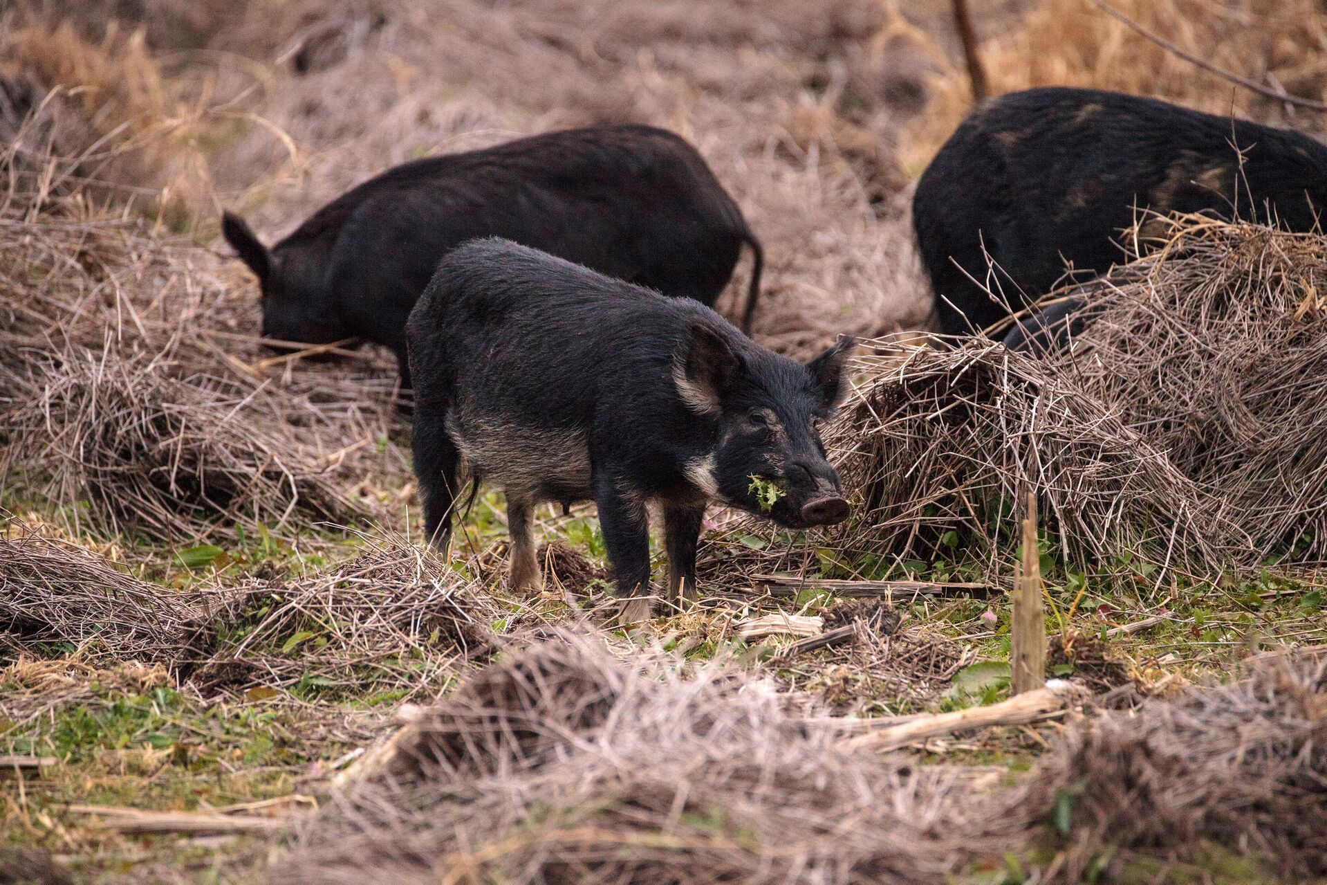 Several wild hods grazing on dried brush, Oklahoma hunting seasons concept.
