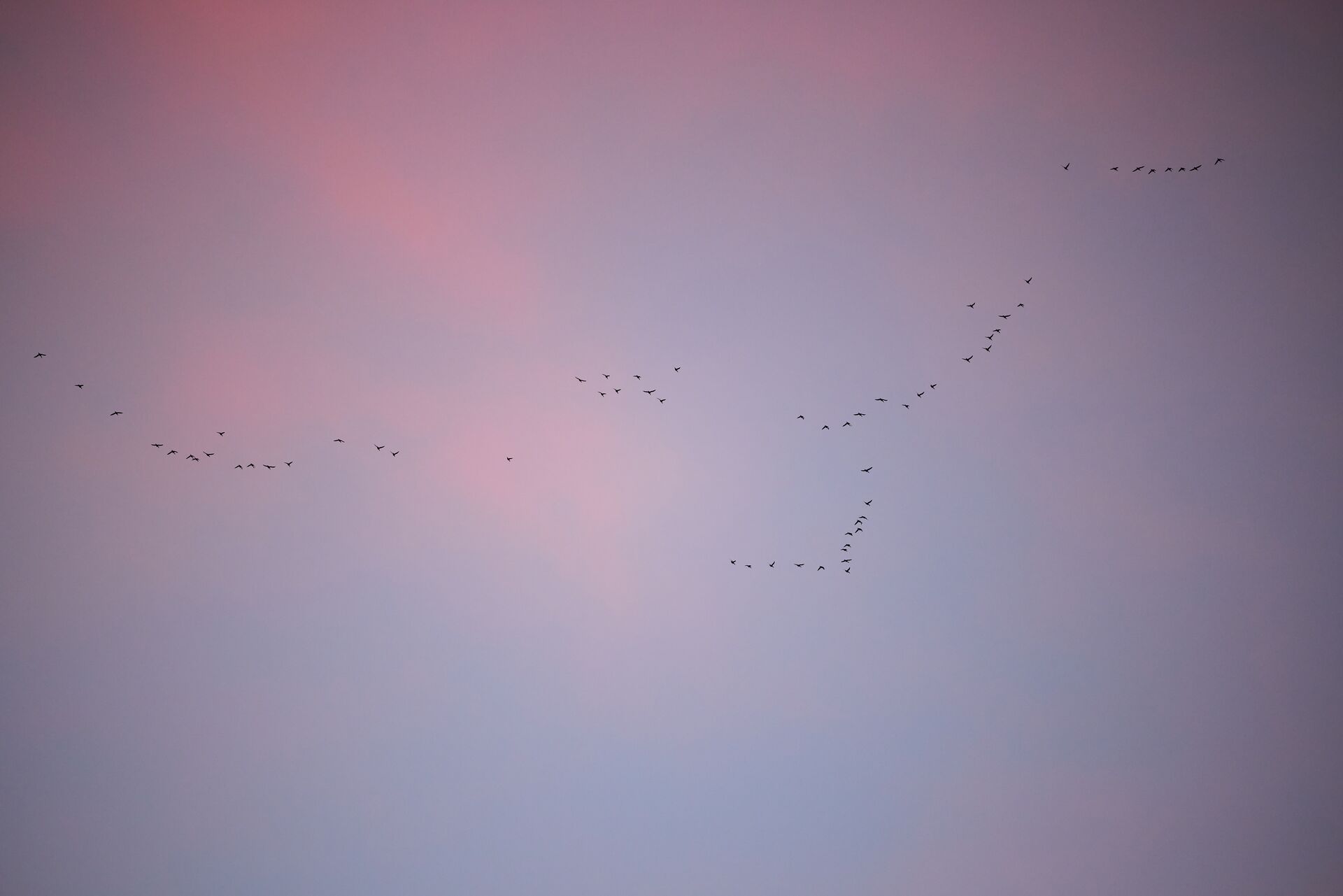 Many ducks flying in the distance, how high can a duck fly concept.