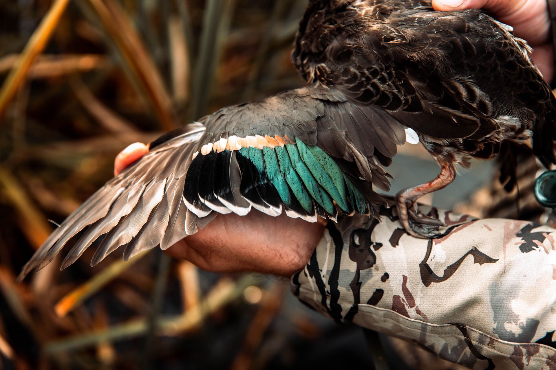 Close-up of a hunter holding a duck