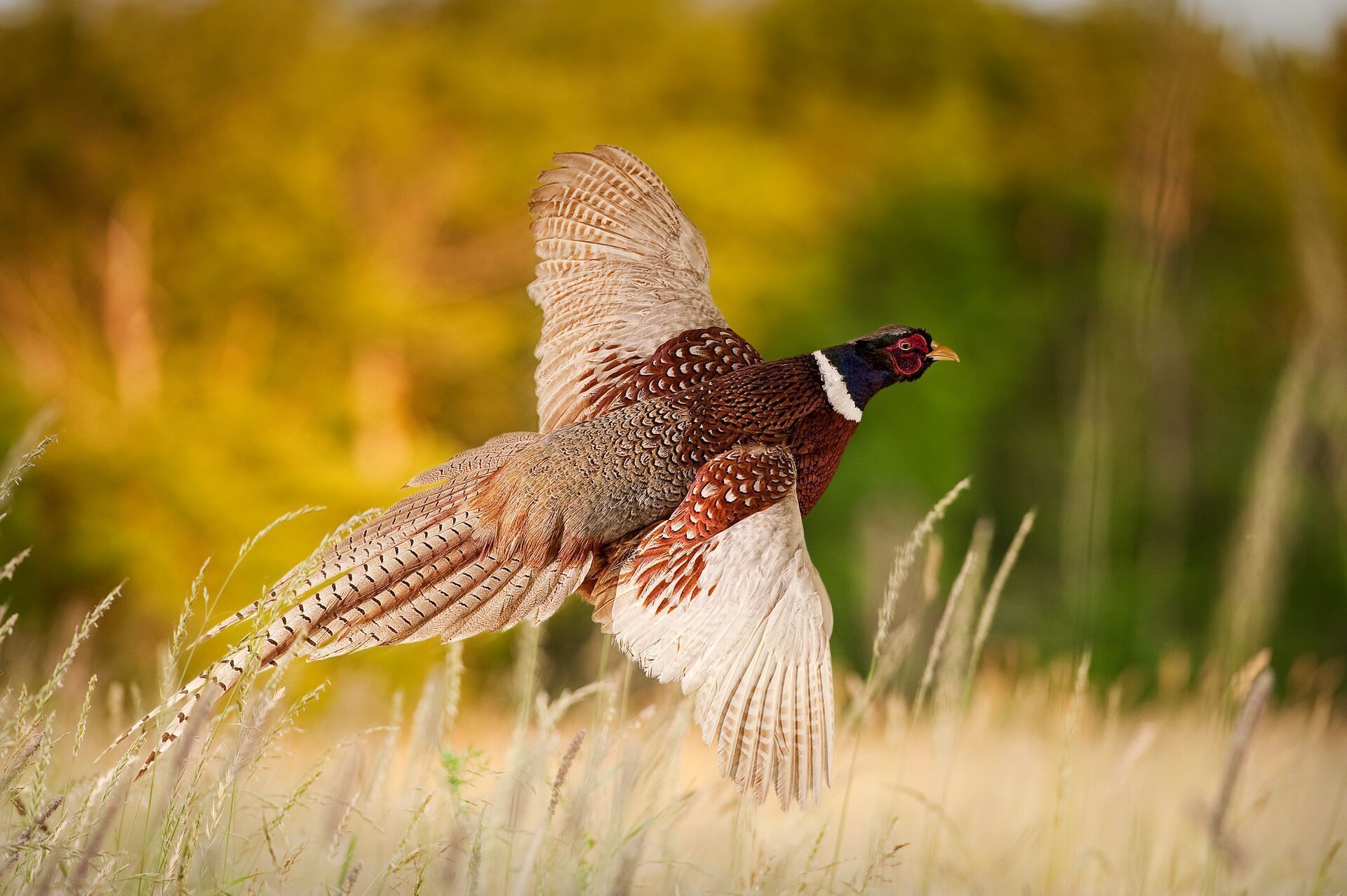 A pheasant takes flight from a brushy field, South Dakota pheasant hunting concept.