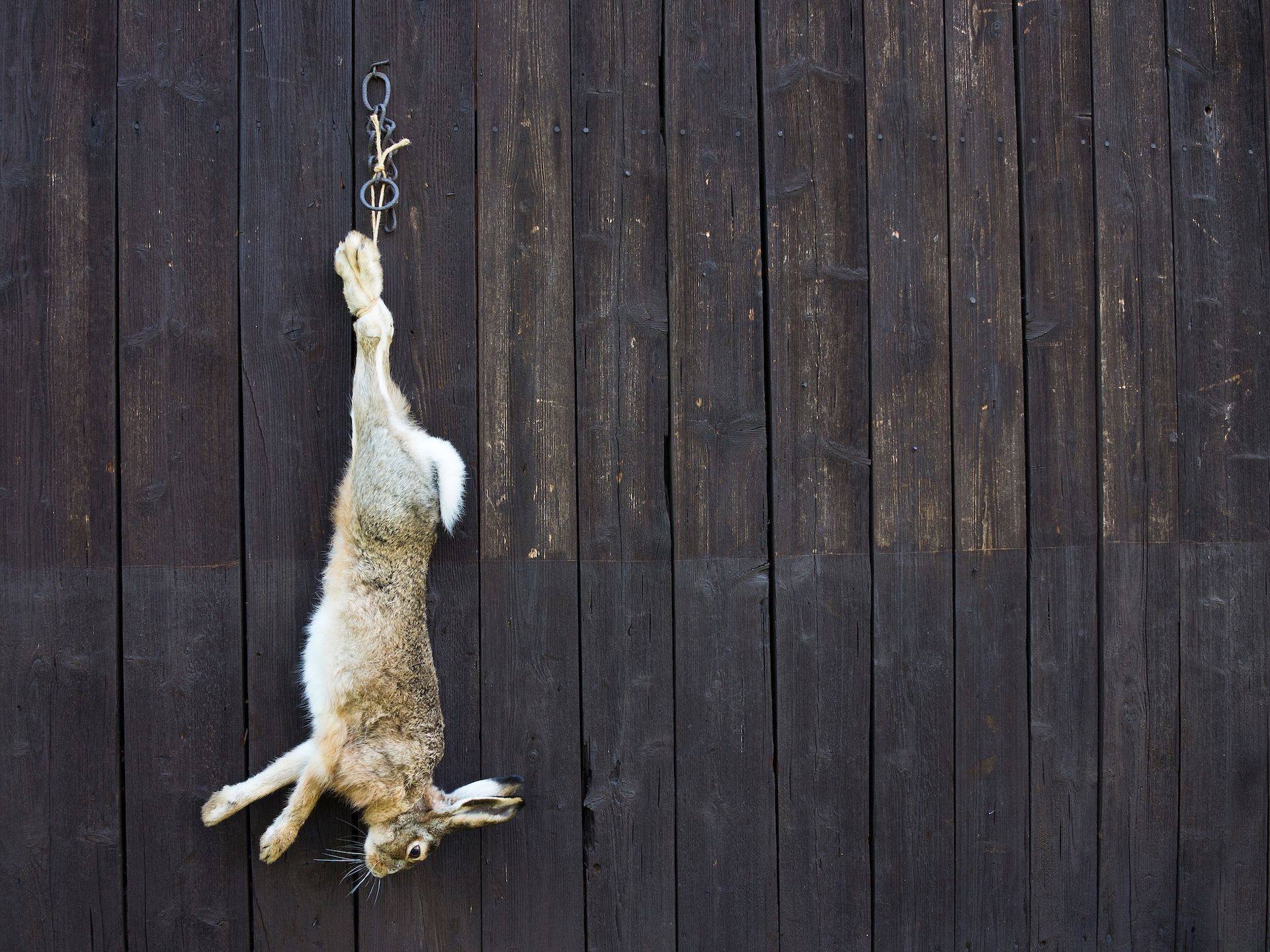Rabbit hangs from hook against wall after hunt, rabbit hunting gear concept.