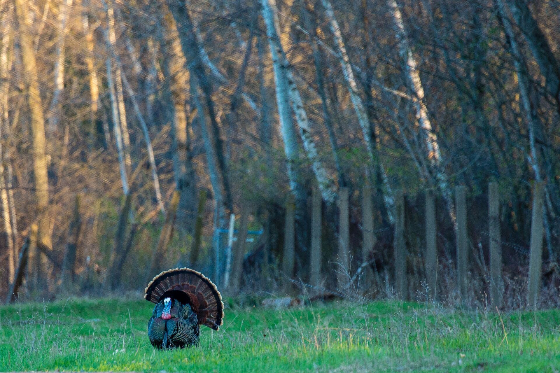 An Eastern turkey sitting at the edge of a field near trees.