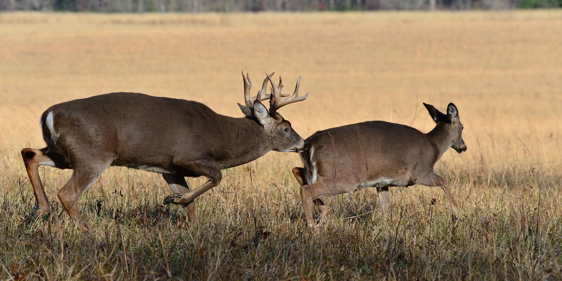 A buck deer chases a doe, understanding deer bleats concept.