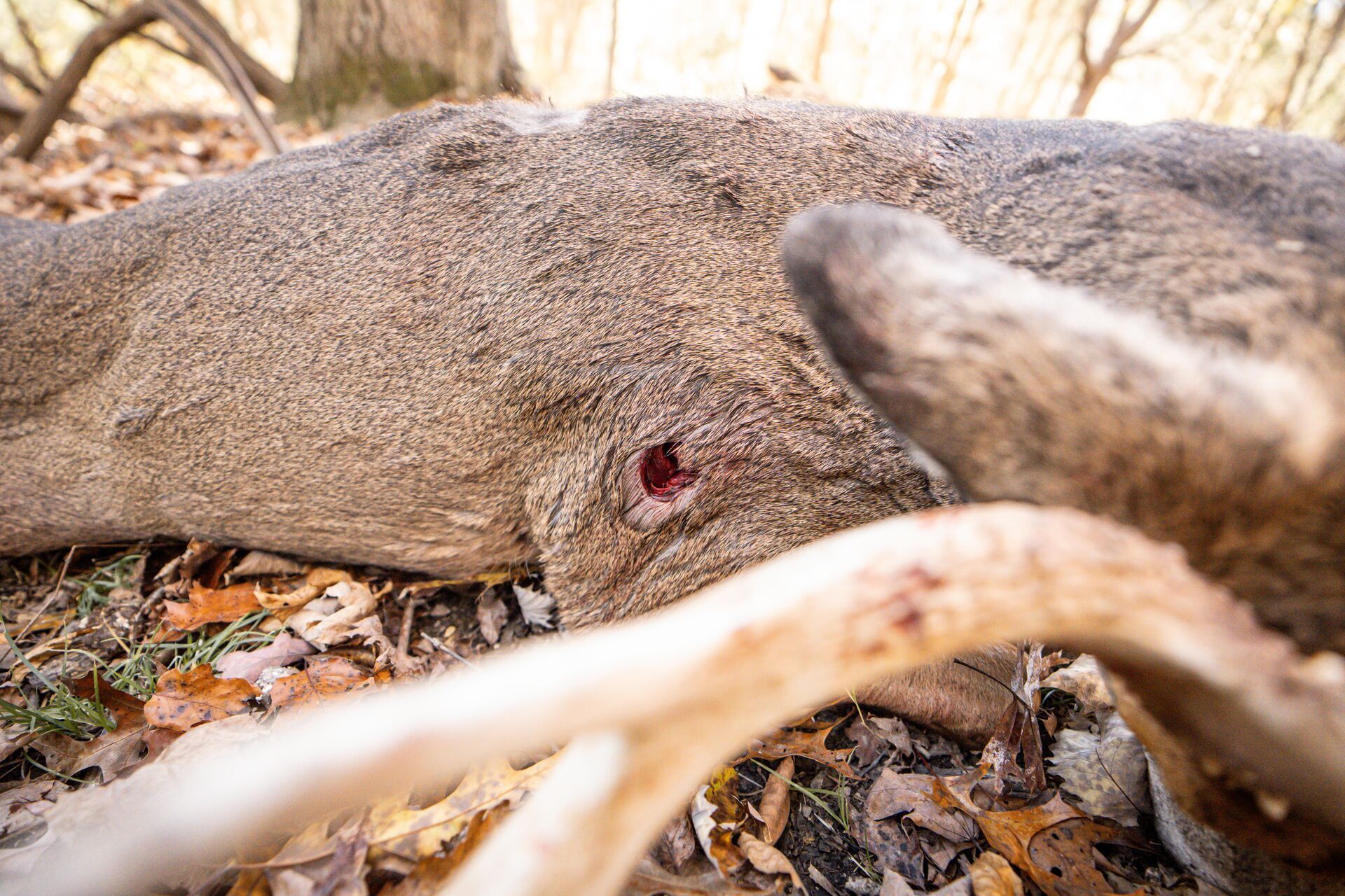 Close-up of kill shot on deer, shot placement deer concept.