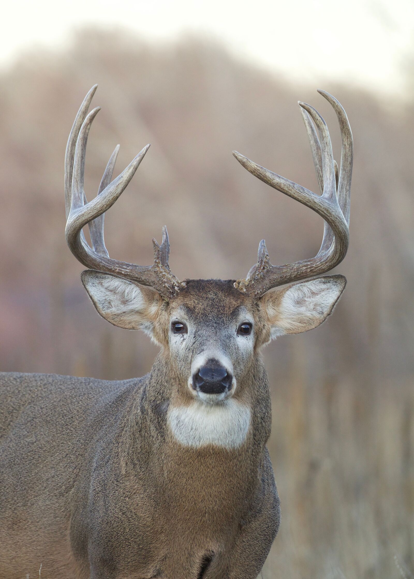 The front view of a deer staring directly ahead, aiming when using a gun vs bow.