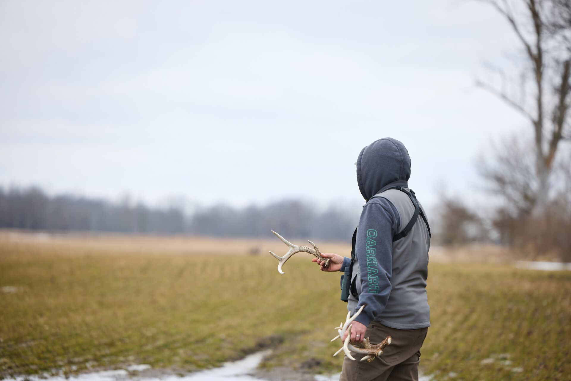 Hunter in a field holds shed antlers, shed hunting tips concept.