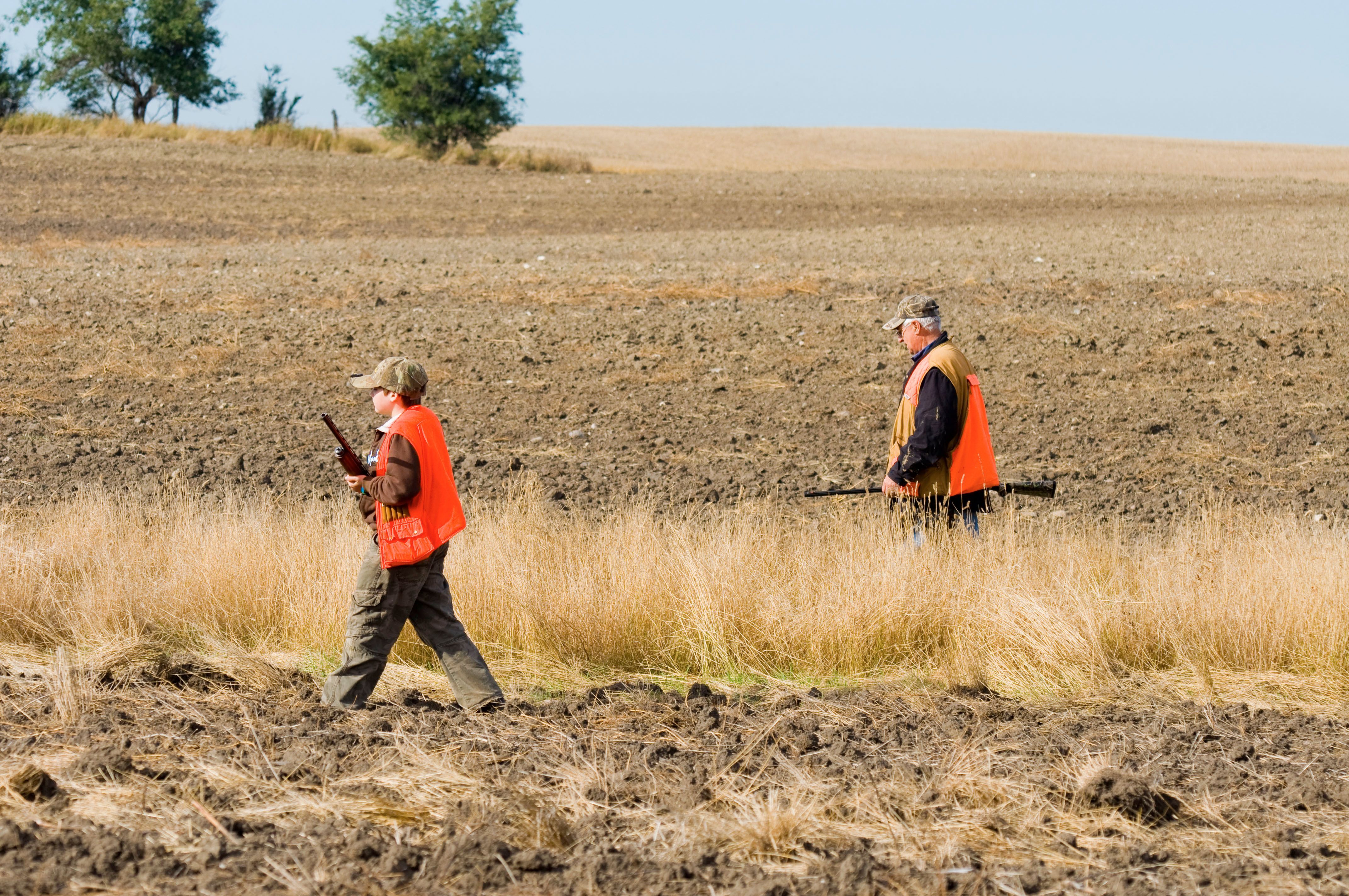 Man and boy in blaze orange walk field, how to flush quail concept.