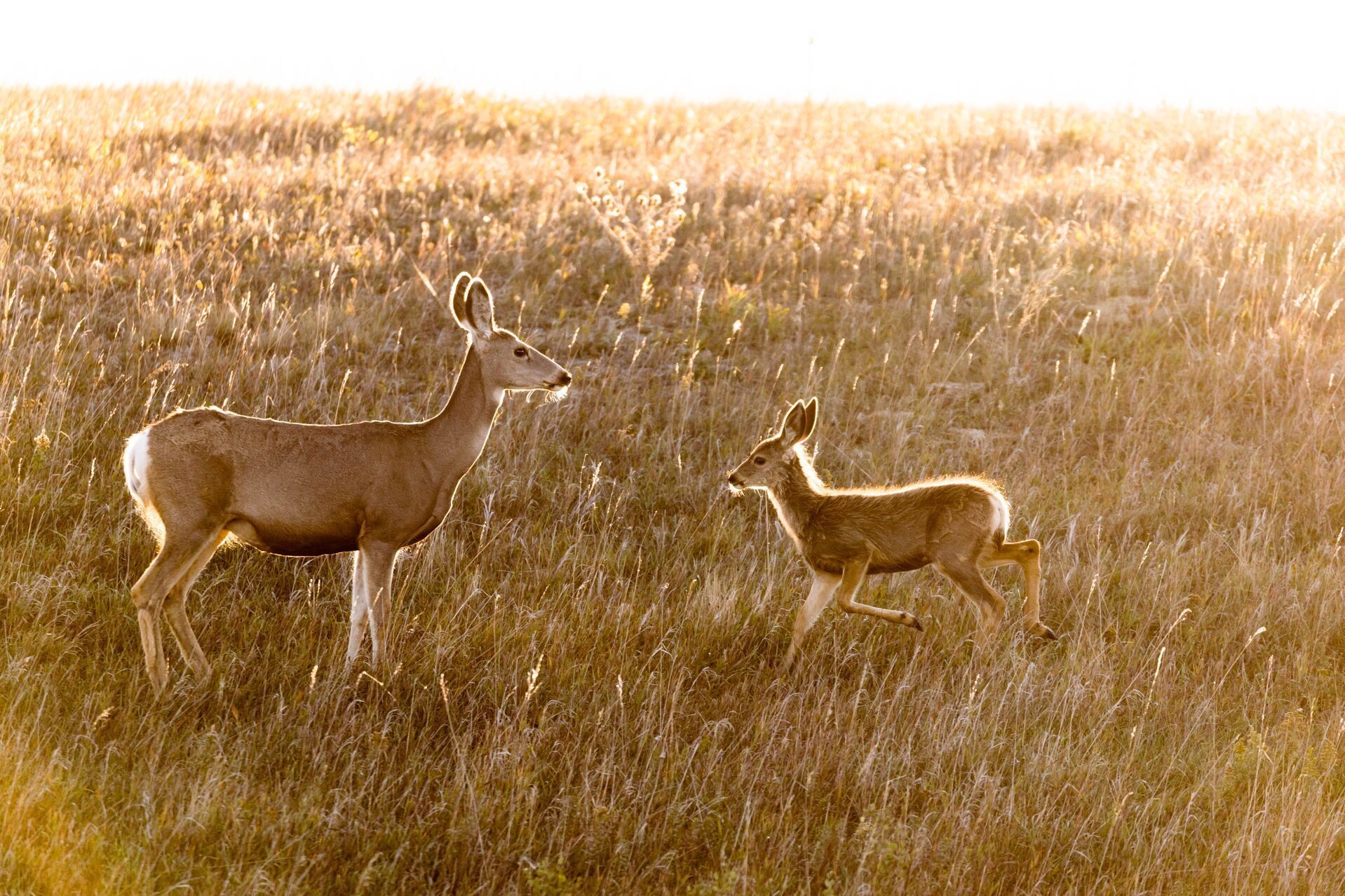 A doe with a fawn in a field.