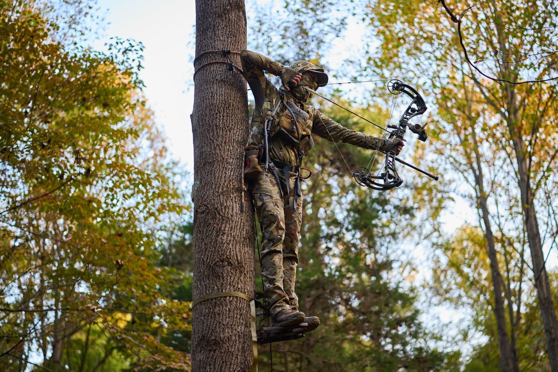 Hunter in tree draws a bow, what