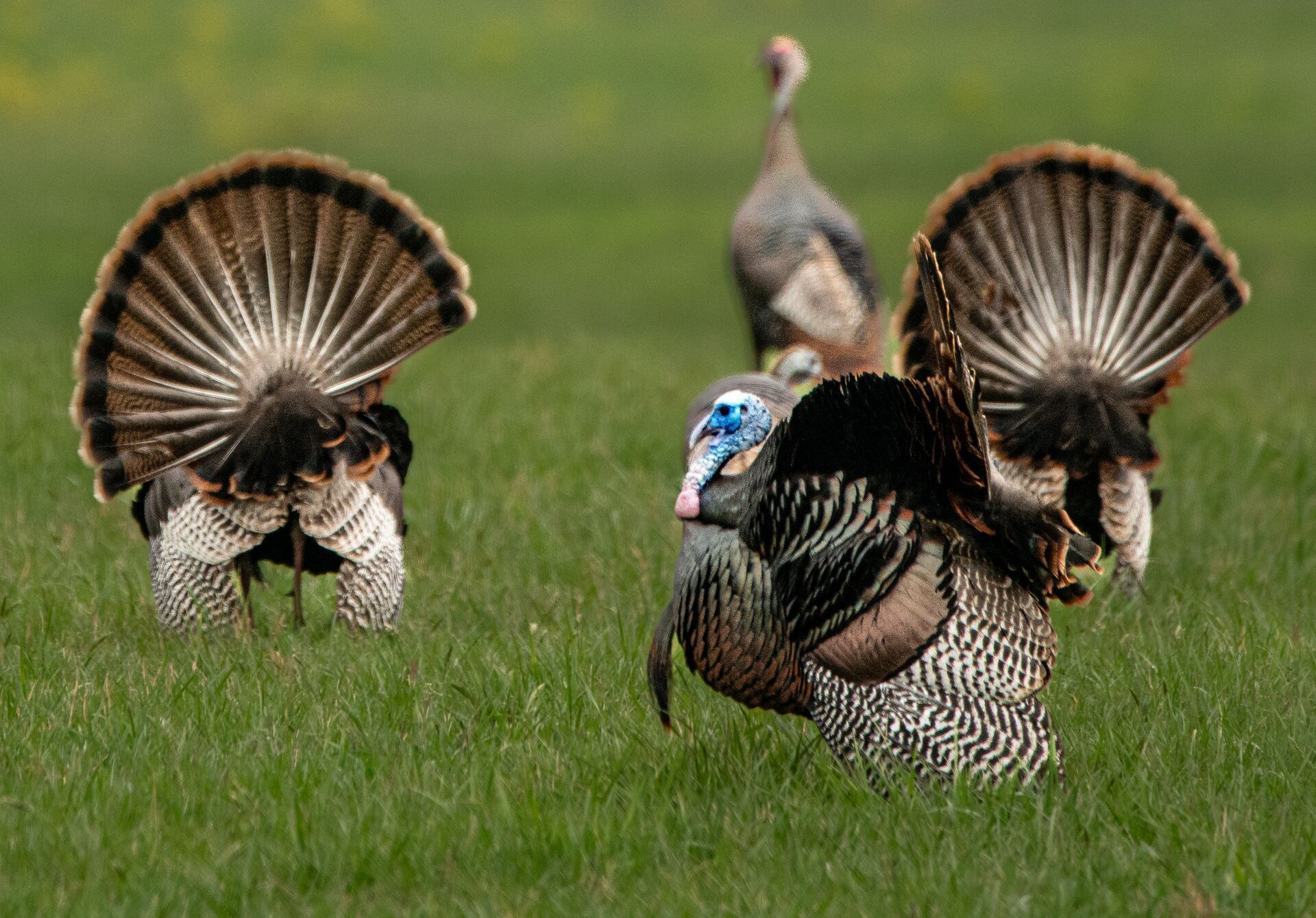 Several turkeys in a field, hunting in Kansas concept.