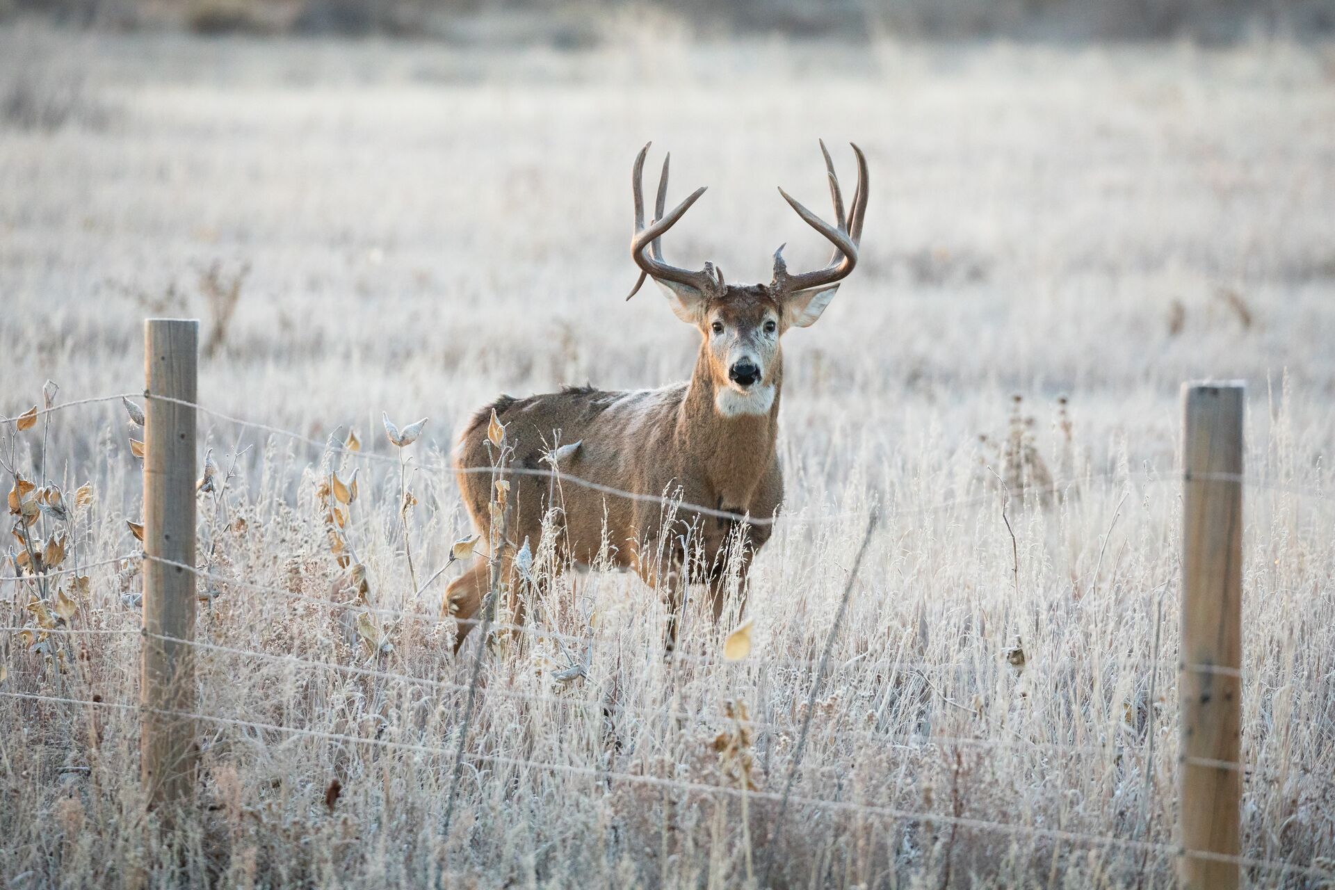 A whitetail buck on the other side of a wire fence, private land hunting concept.