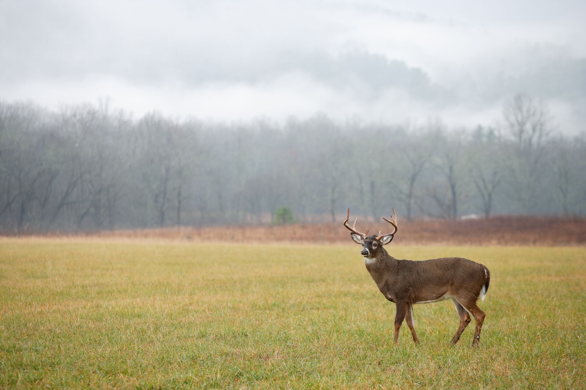 A whitetail buck in a field on a cloudy day, understanding how weather impacts how deer move concept.
