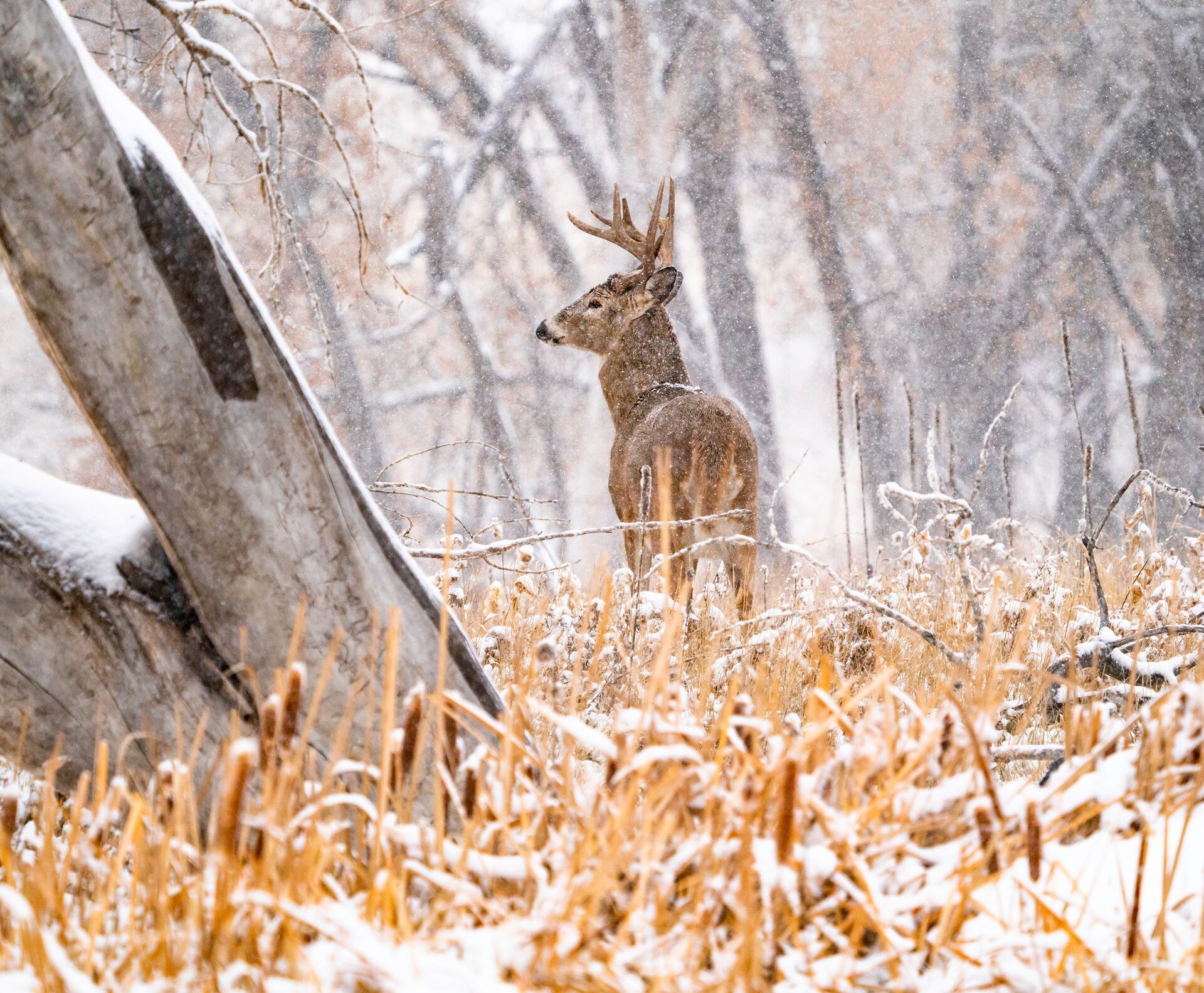 A buck deer in the trees with snow falling, muzzleloader season in Ohio concept.