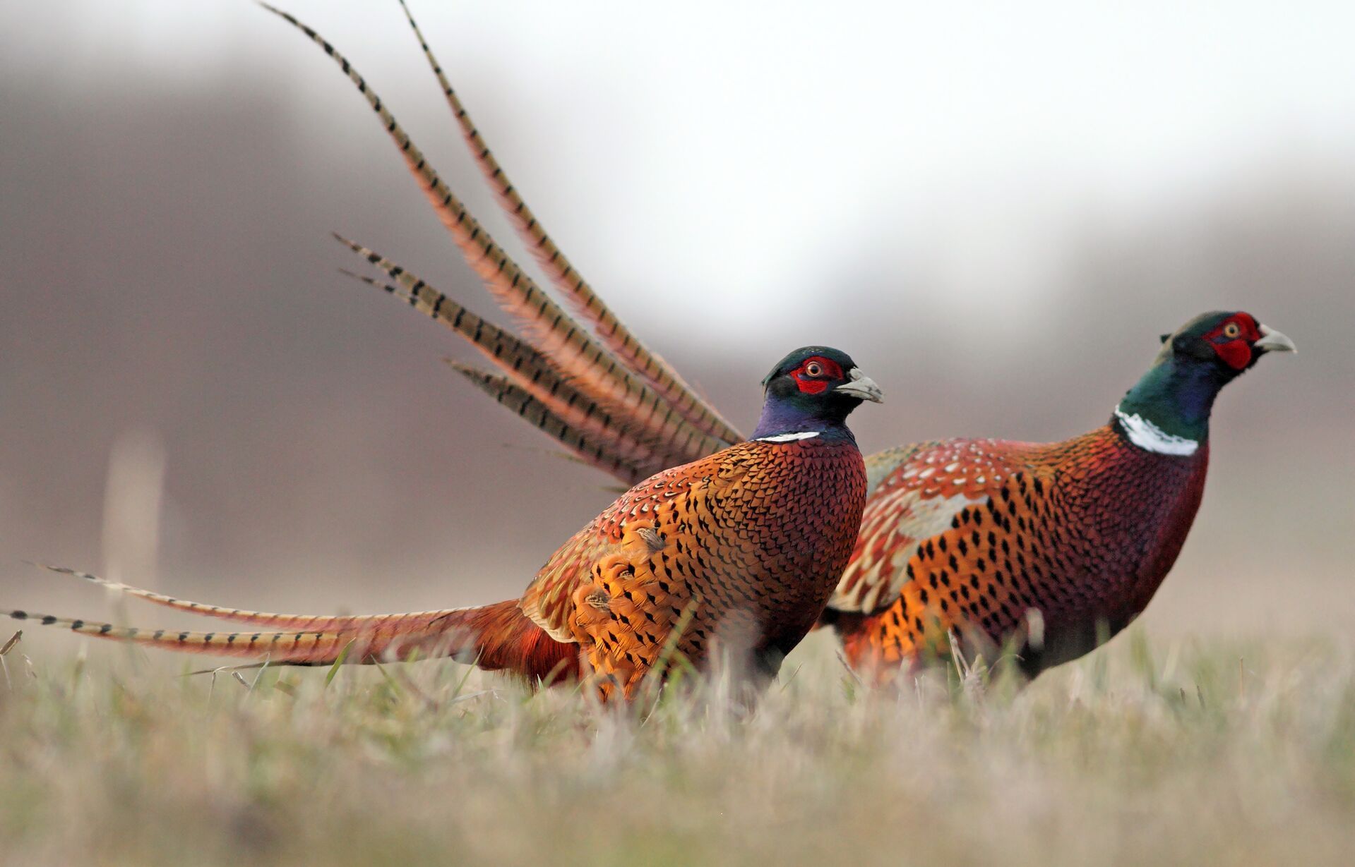 Two pheasants standing on the ground.