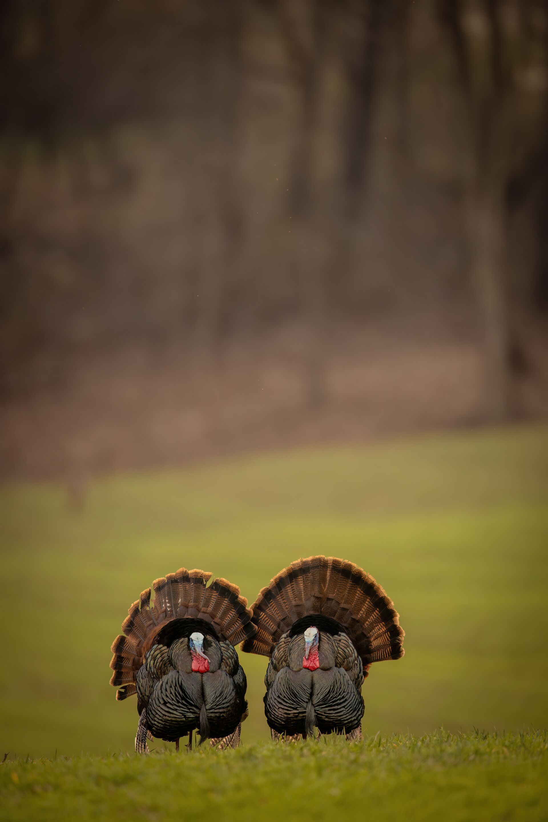 Two turkeys side by side in a field, turkey season South Carolina concept.