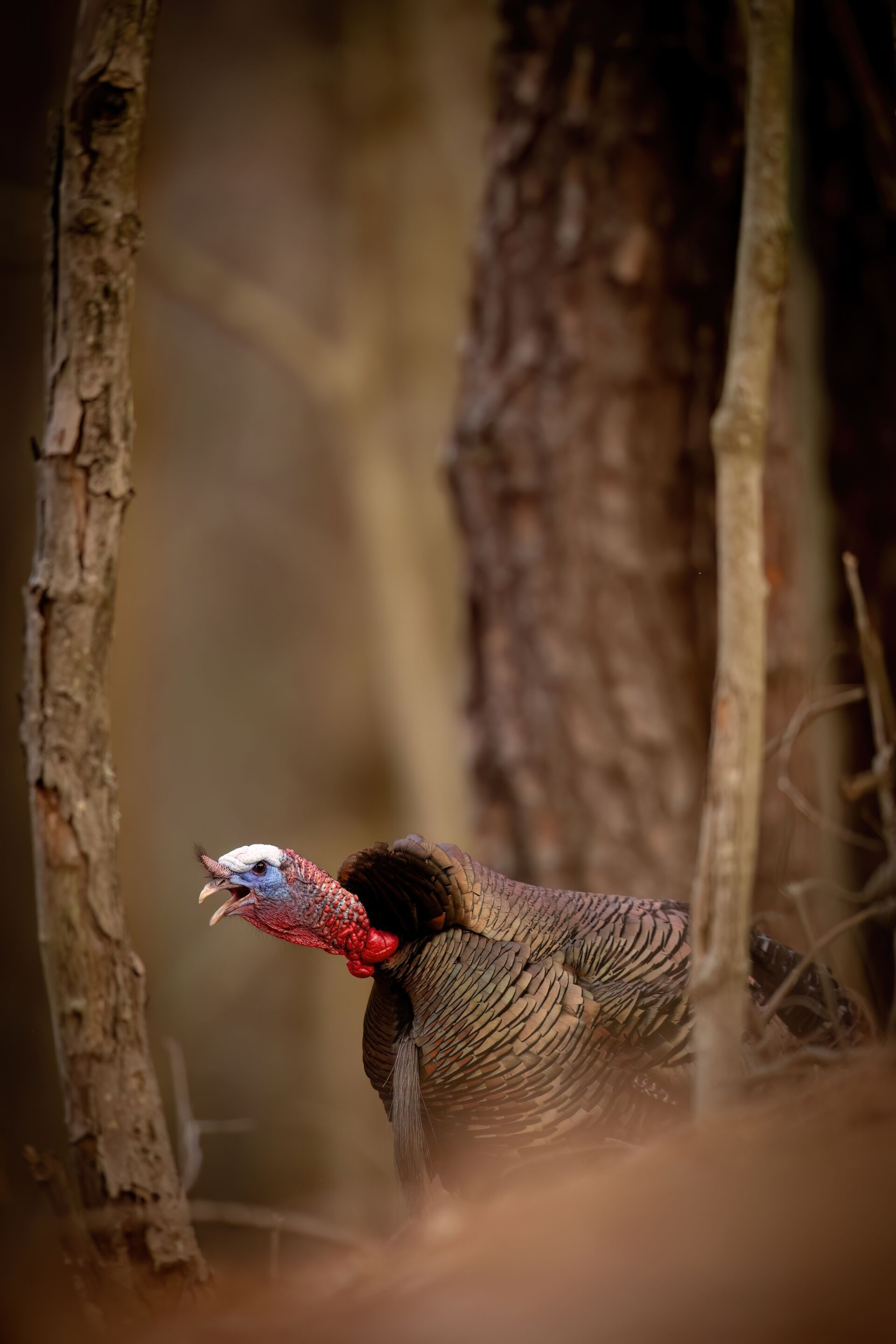 A turkey gobbles in the woods.