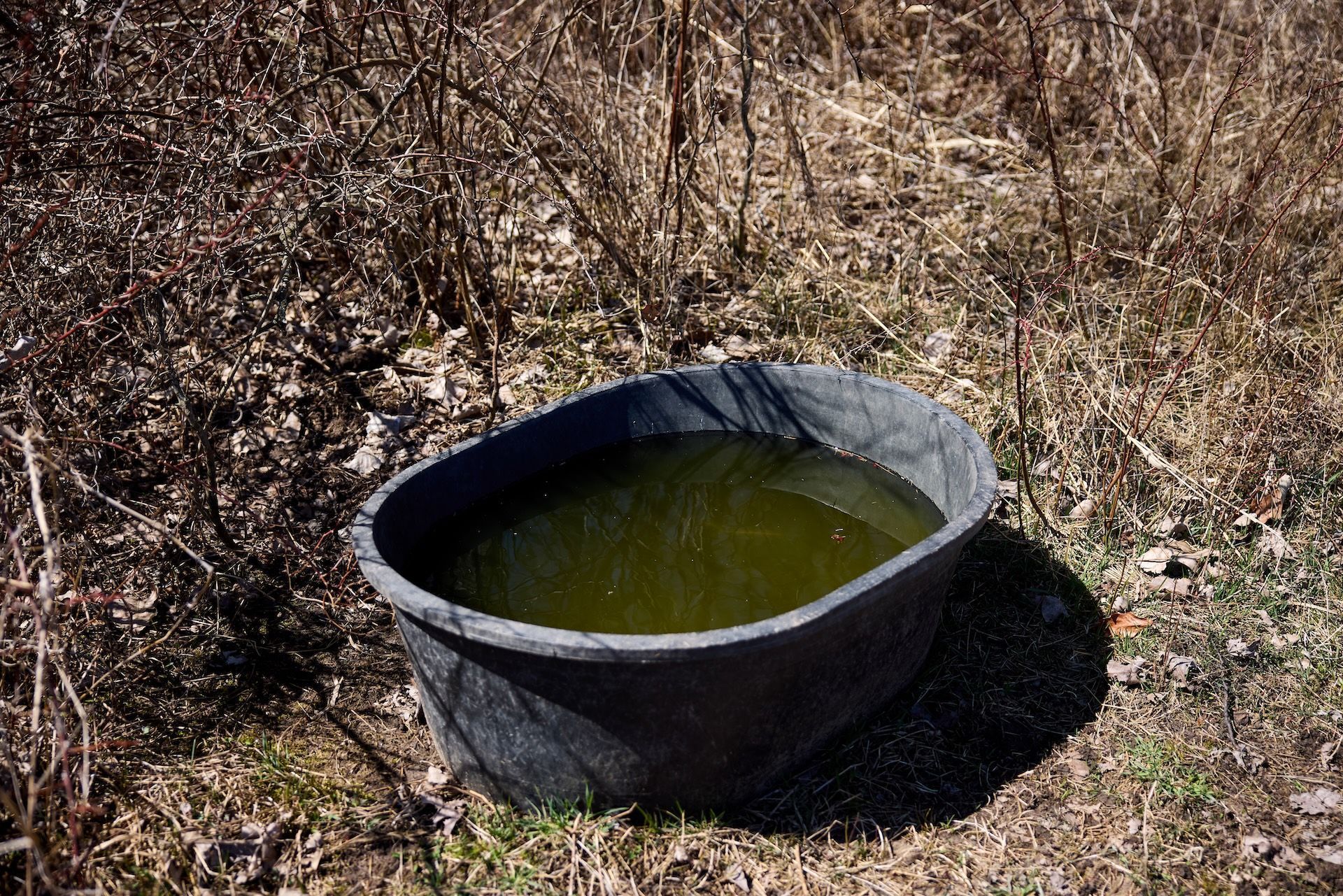 A tub on the ground, how to make a water hold for deer concept.