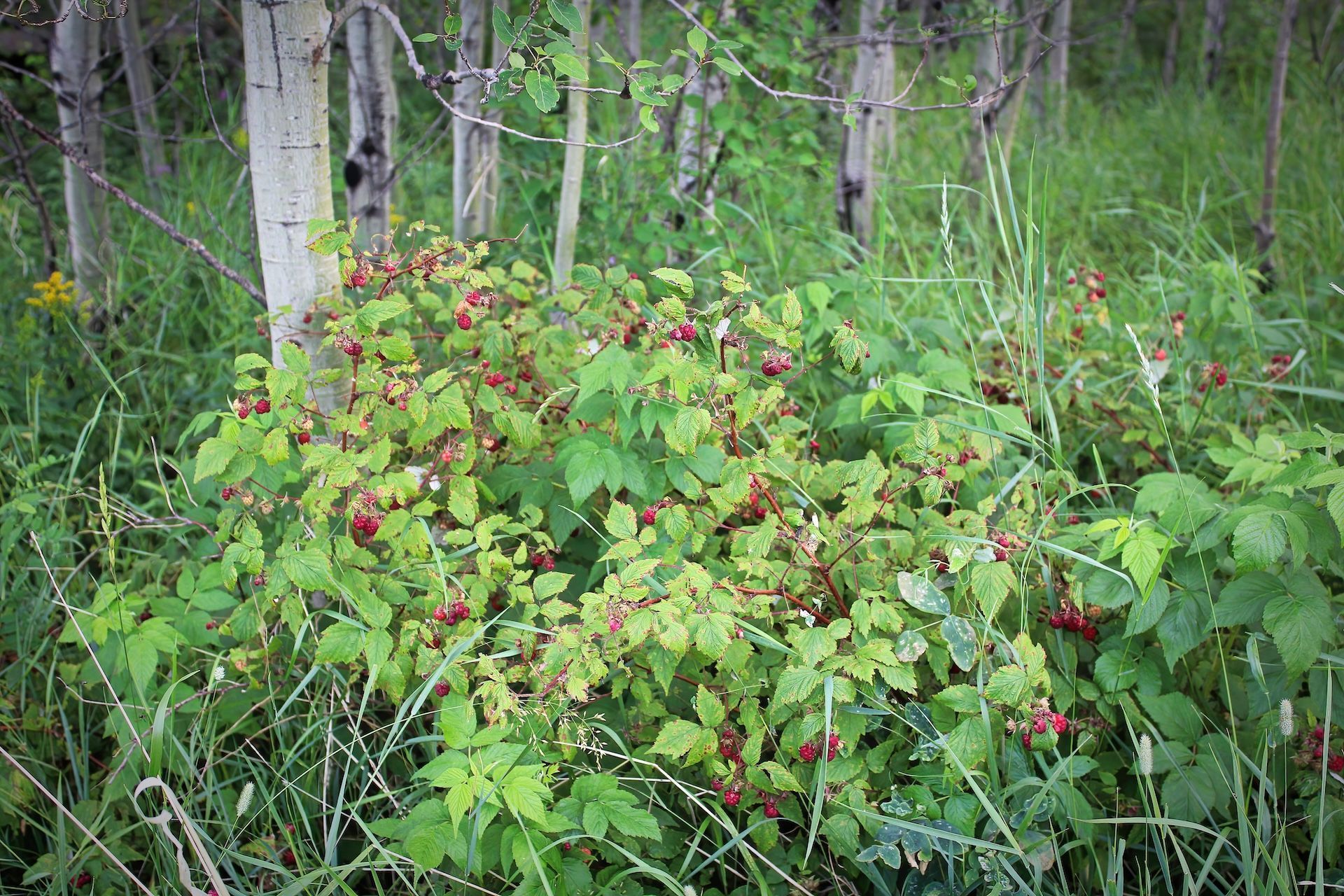 Wild berries on a bush in the woods.
