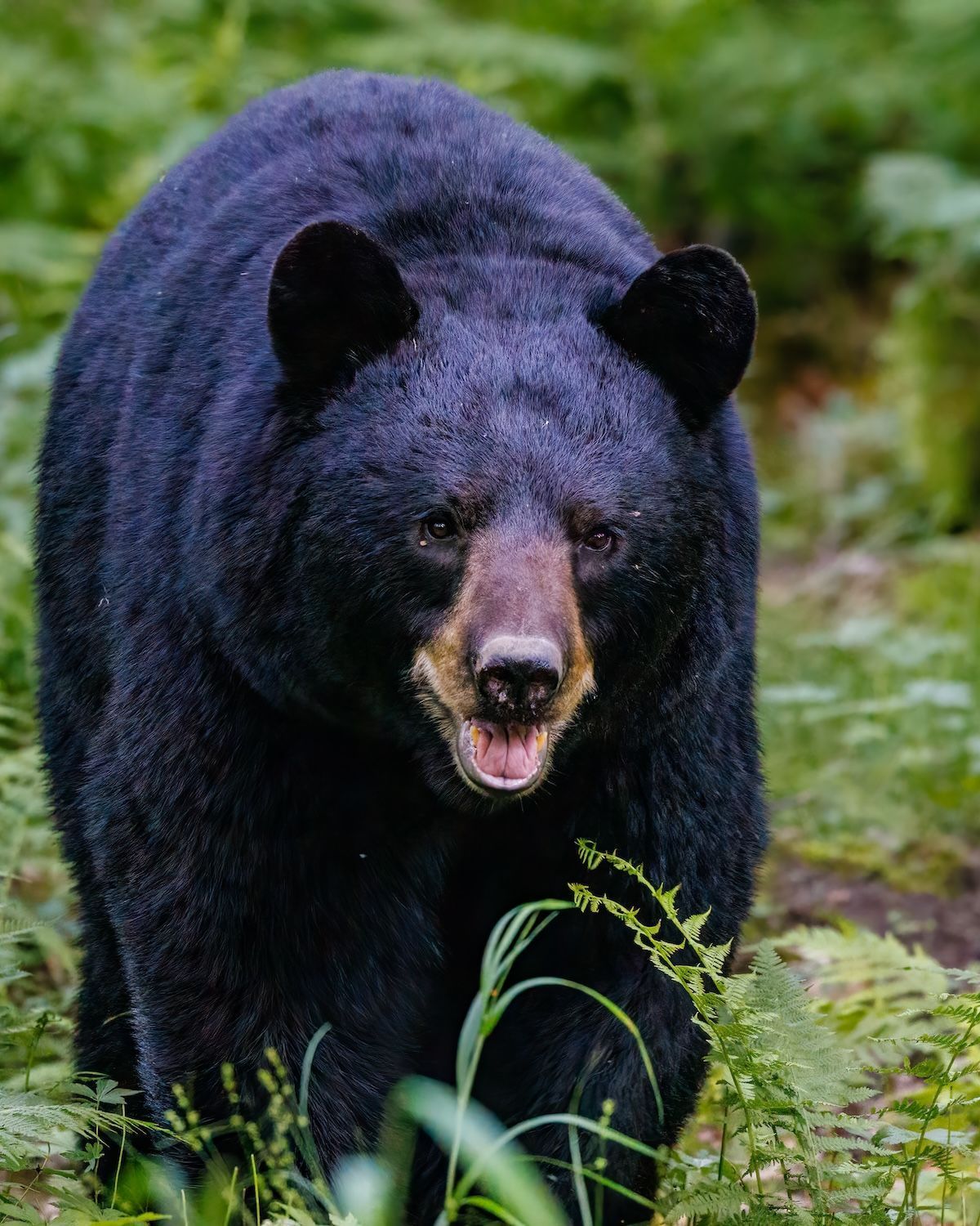 Close-up of a black bear in the woods, what is bear bait concept.