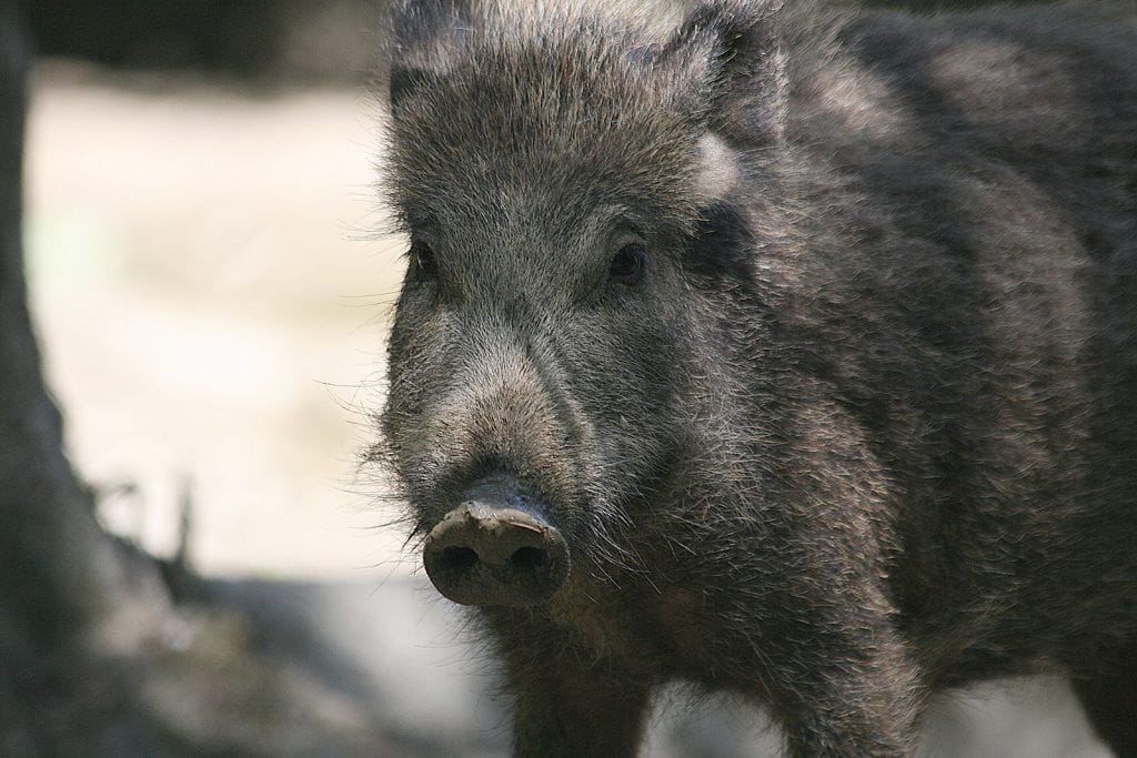 Close up of a wild pig, wild hog hunting concept.