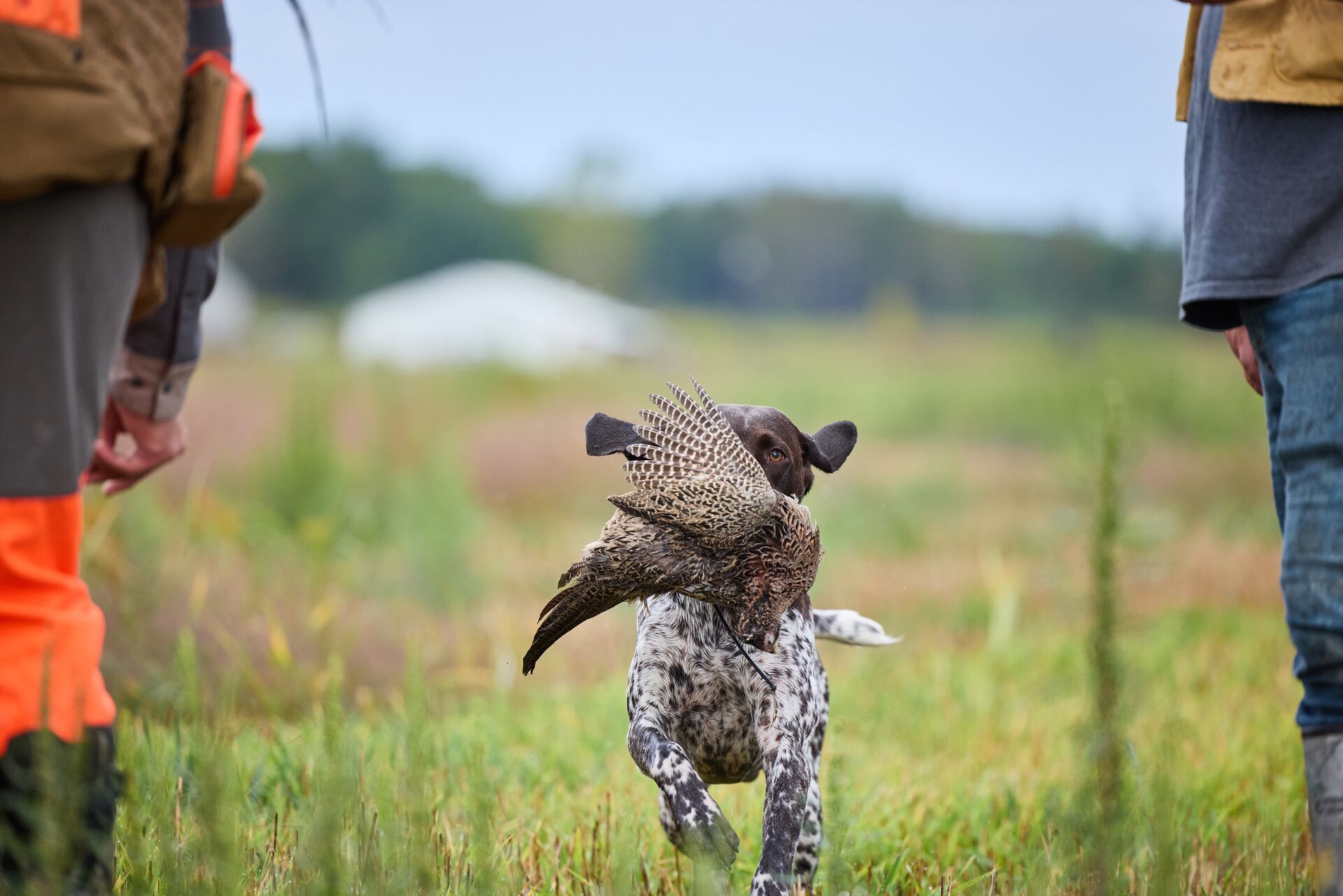 Dog carries retrieved pheasant to hunters, pheasant hunting tips Wisconsin.