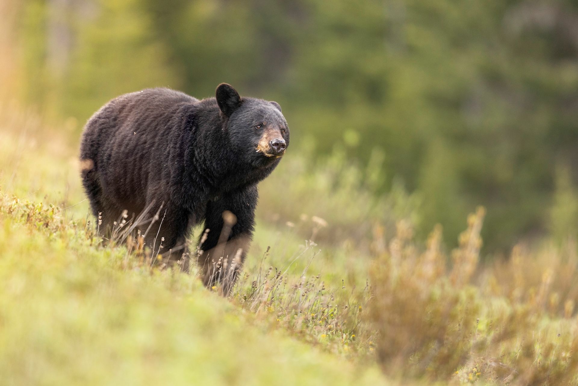 A black bear walks on a grassy hill, bear baiting concept.