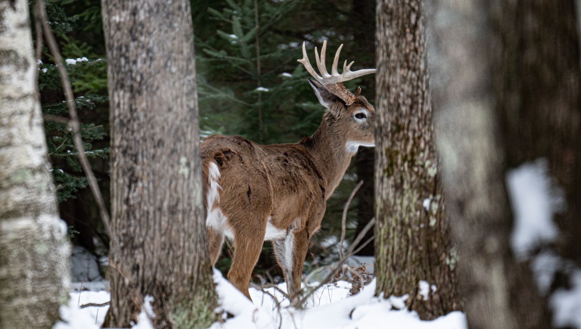 Buck deer in snow through trees, post-rut buck hunting concept.