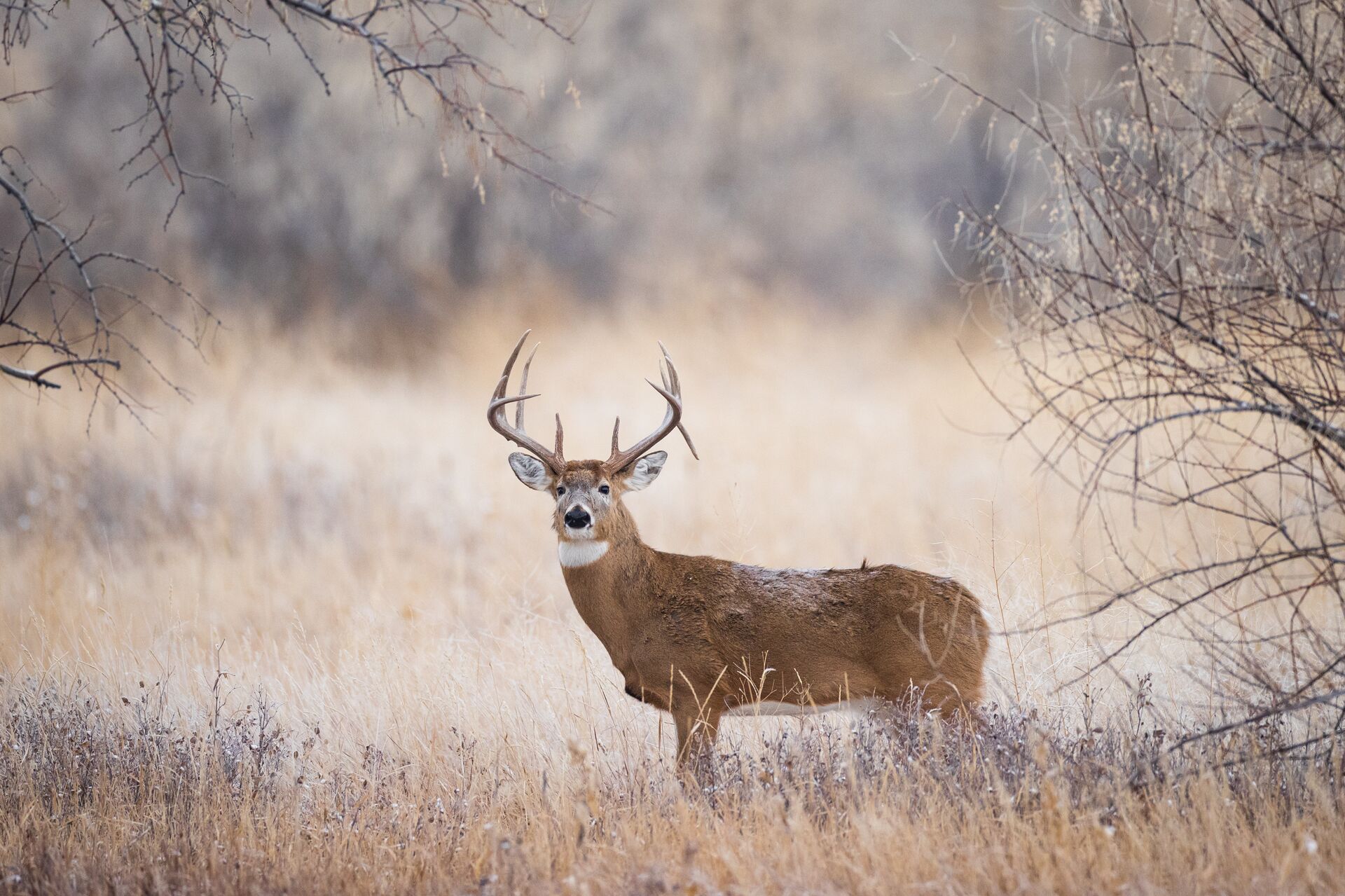 A white tail in the trees, mule deer vs whitetail concept.