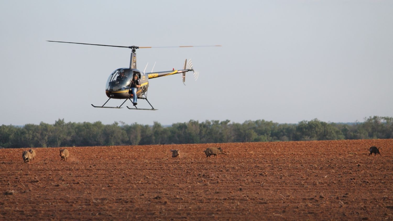 Helicopter hovers over running hogs for hog hunt.