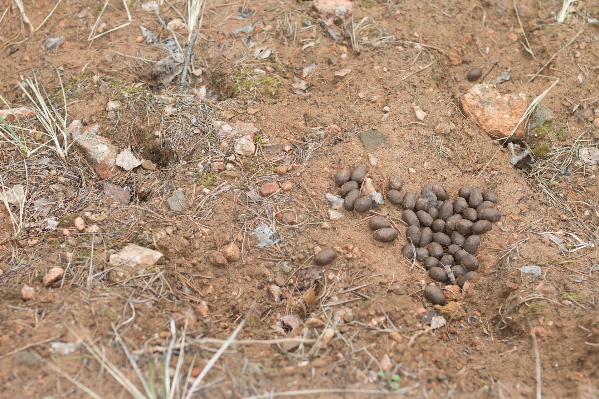 Elk droppings on the ground, how to find elk in Colorado concept.