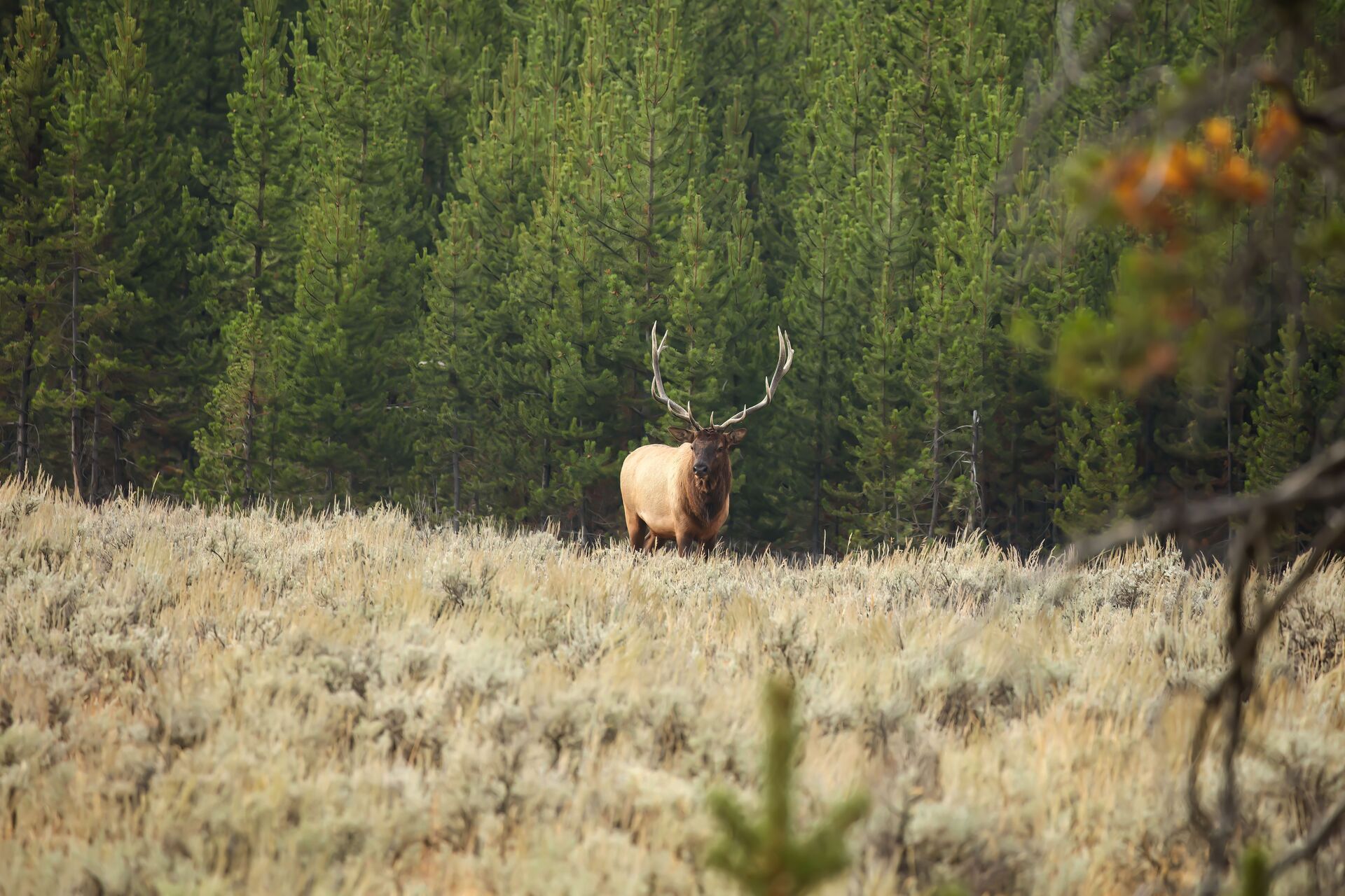 Bull elk in the distance, understand what is an elk bugle concept.