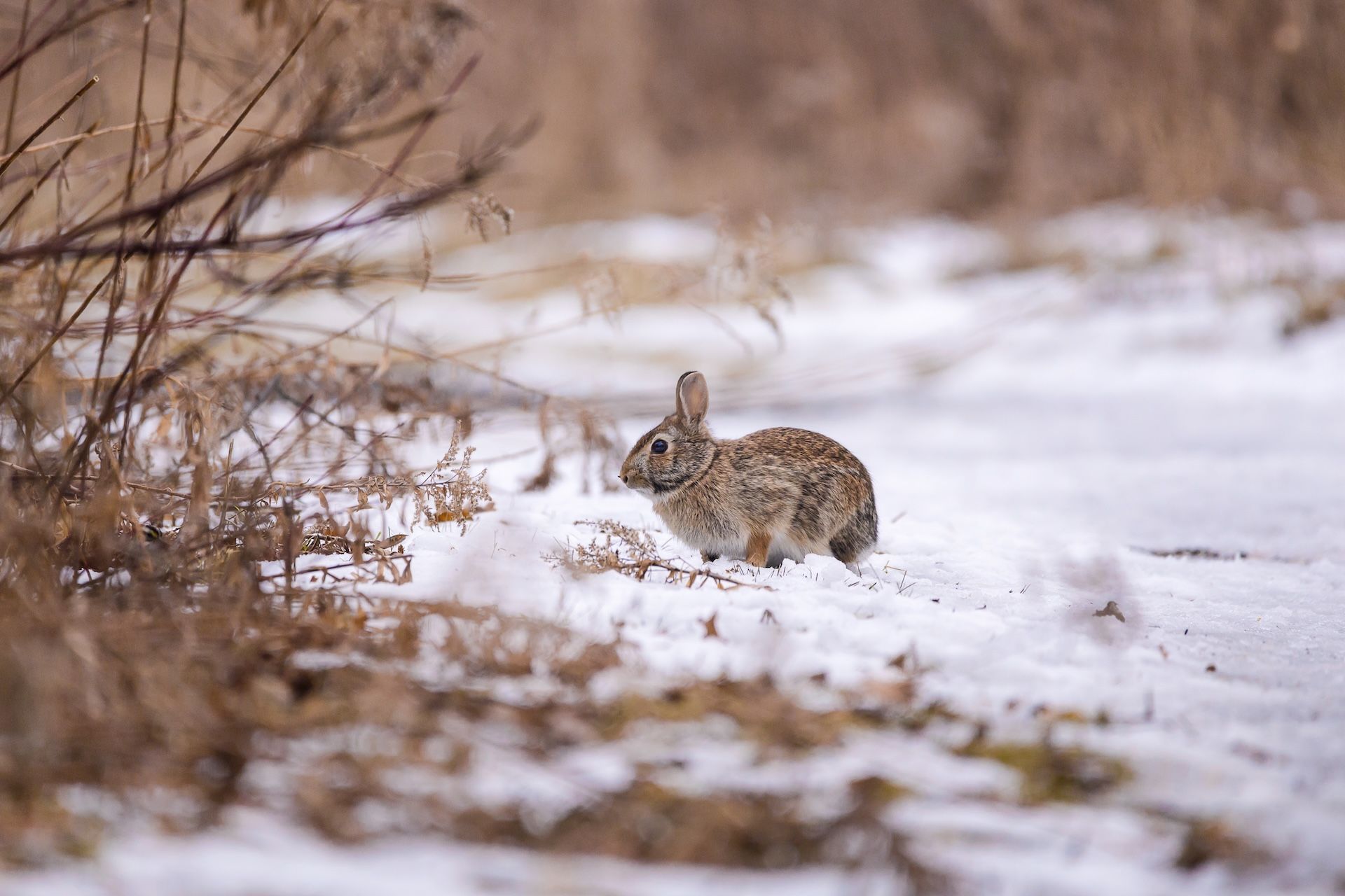 Rabbit sits on ground near brush, rabbit hunting snow concept.