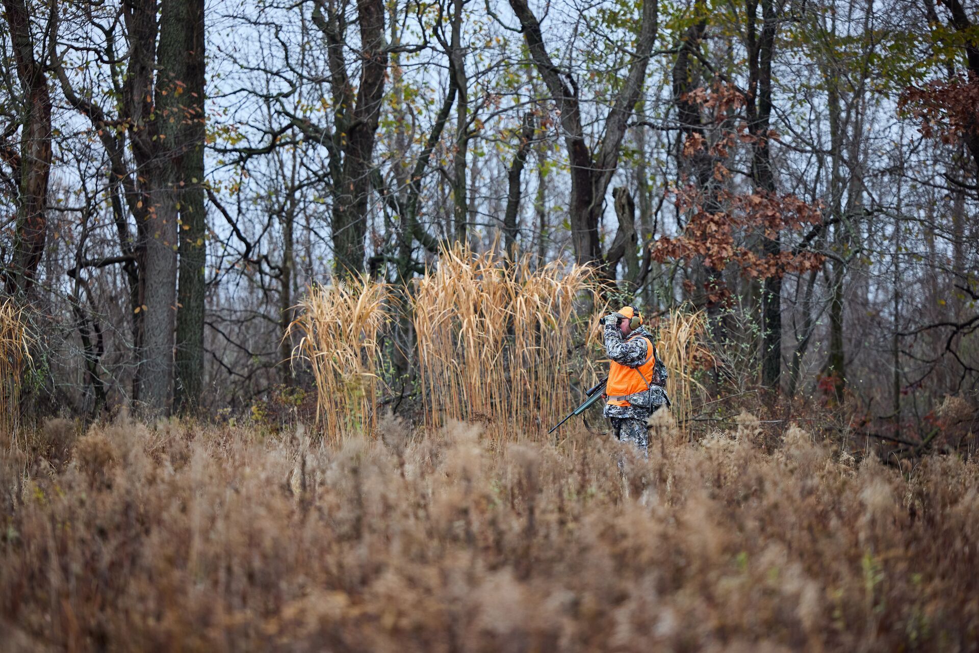 A hunter in camo and blaze orange uses binoculars in the woods, find the best time to hunt concept.