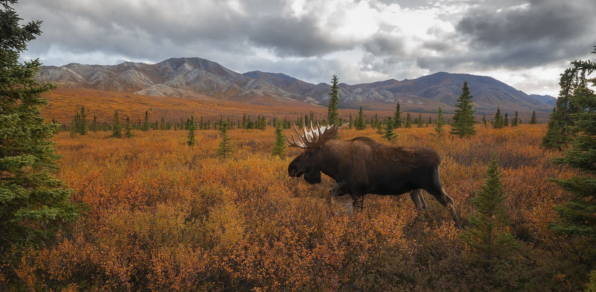 A moose walking through a field on a cloudy day., moose rut concept