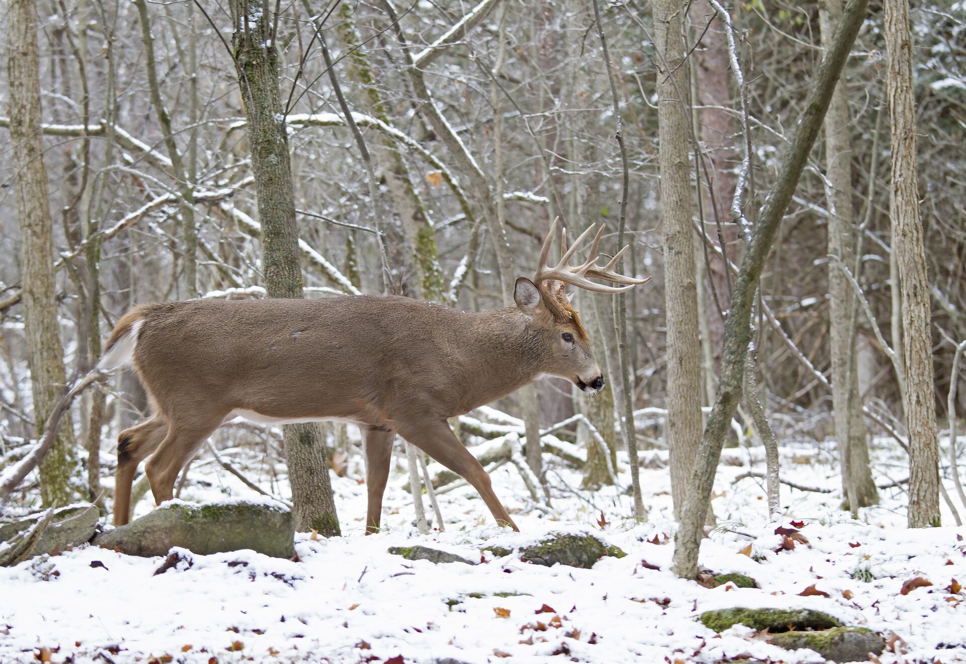 A whitetail buck walked through the trees and snow, deer hunting in January concept..