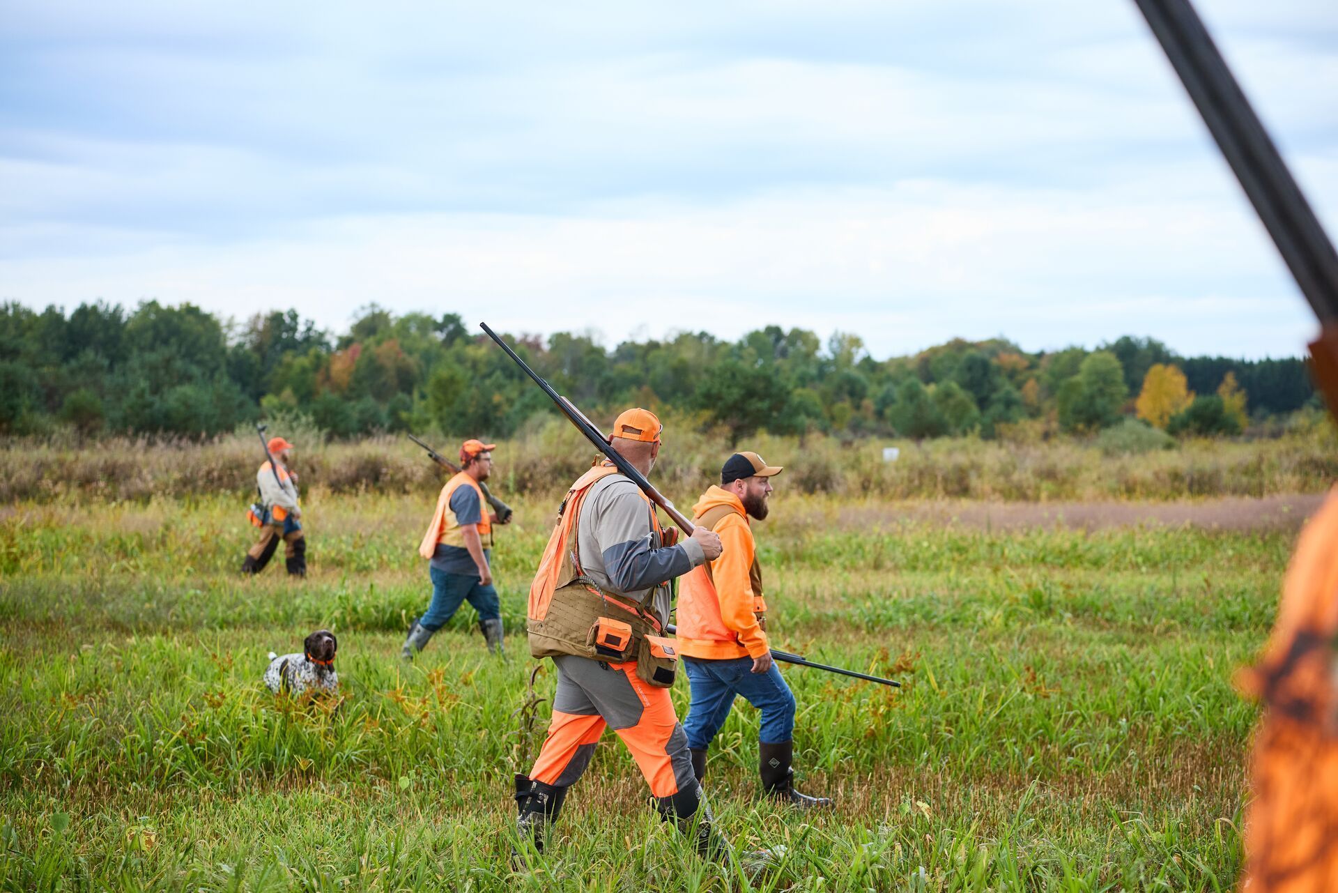 Hunters in blaze orange walk field for pheasant hunt, Colorado walk-in access hunting concept.
