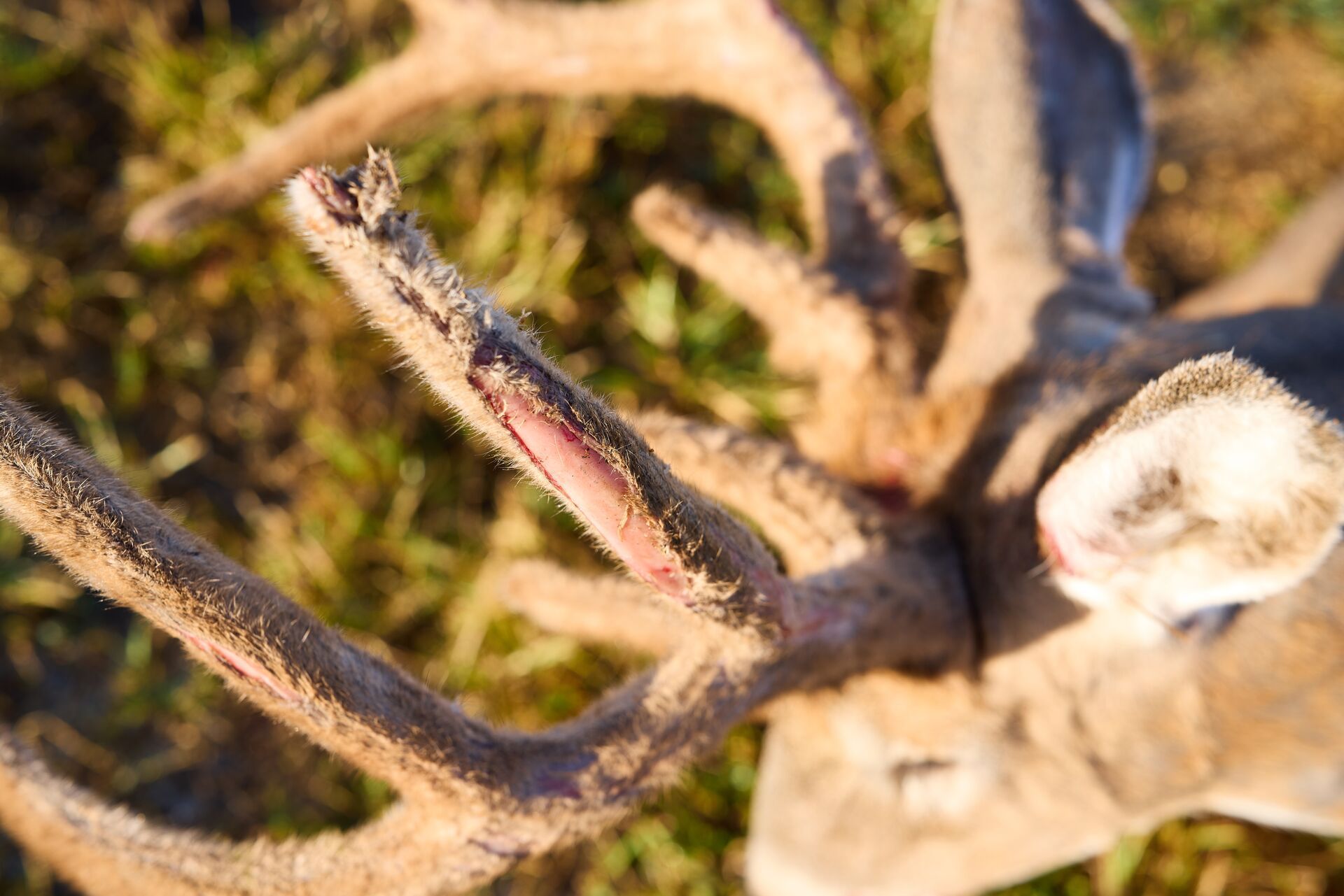 Velvet sheds from deer antlers on a buck.