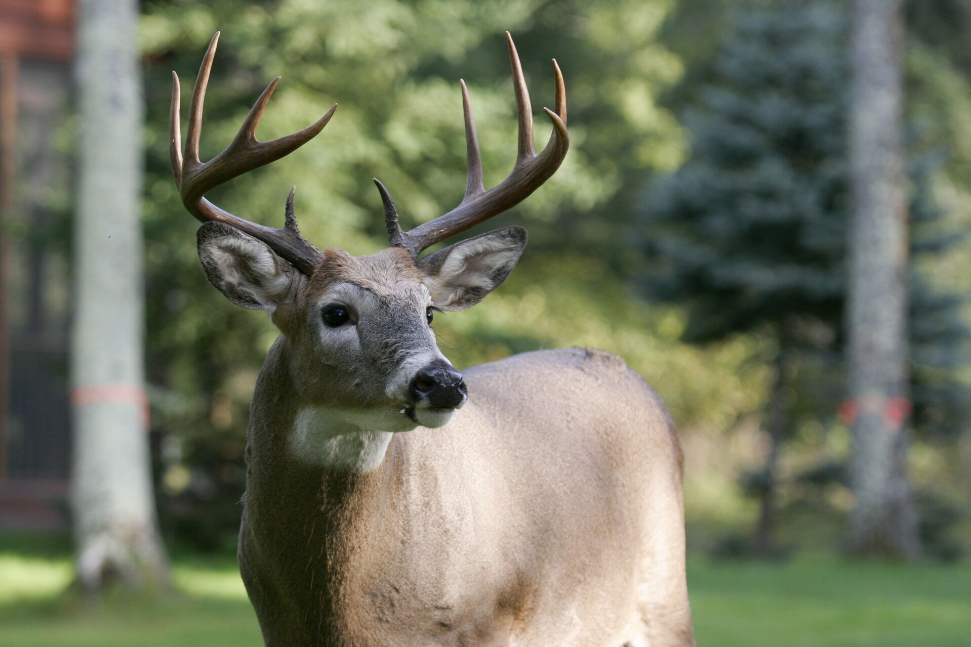 A whitetail buck near the woods, deer hunting in Louisiana concept.