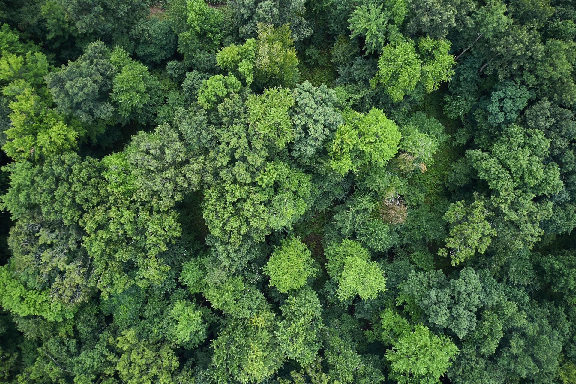 An overhead view of thick trees, find hunting land concept.