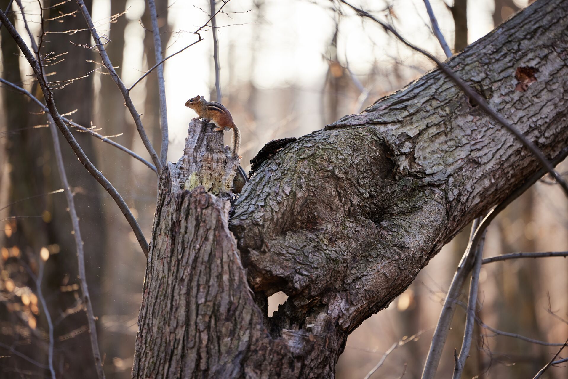 Close-up of a chipmunk on a tree, nongame species concept.