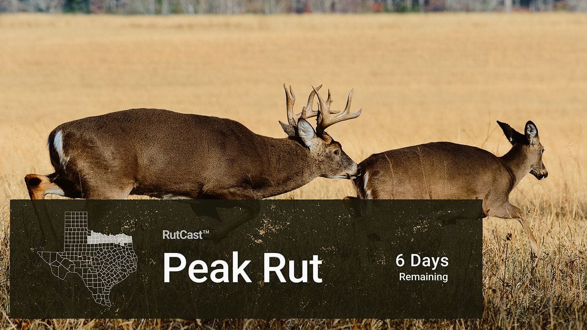 Data-Driven Insights for Better Hunts