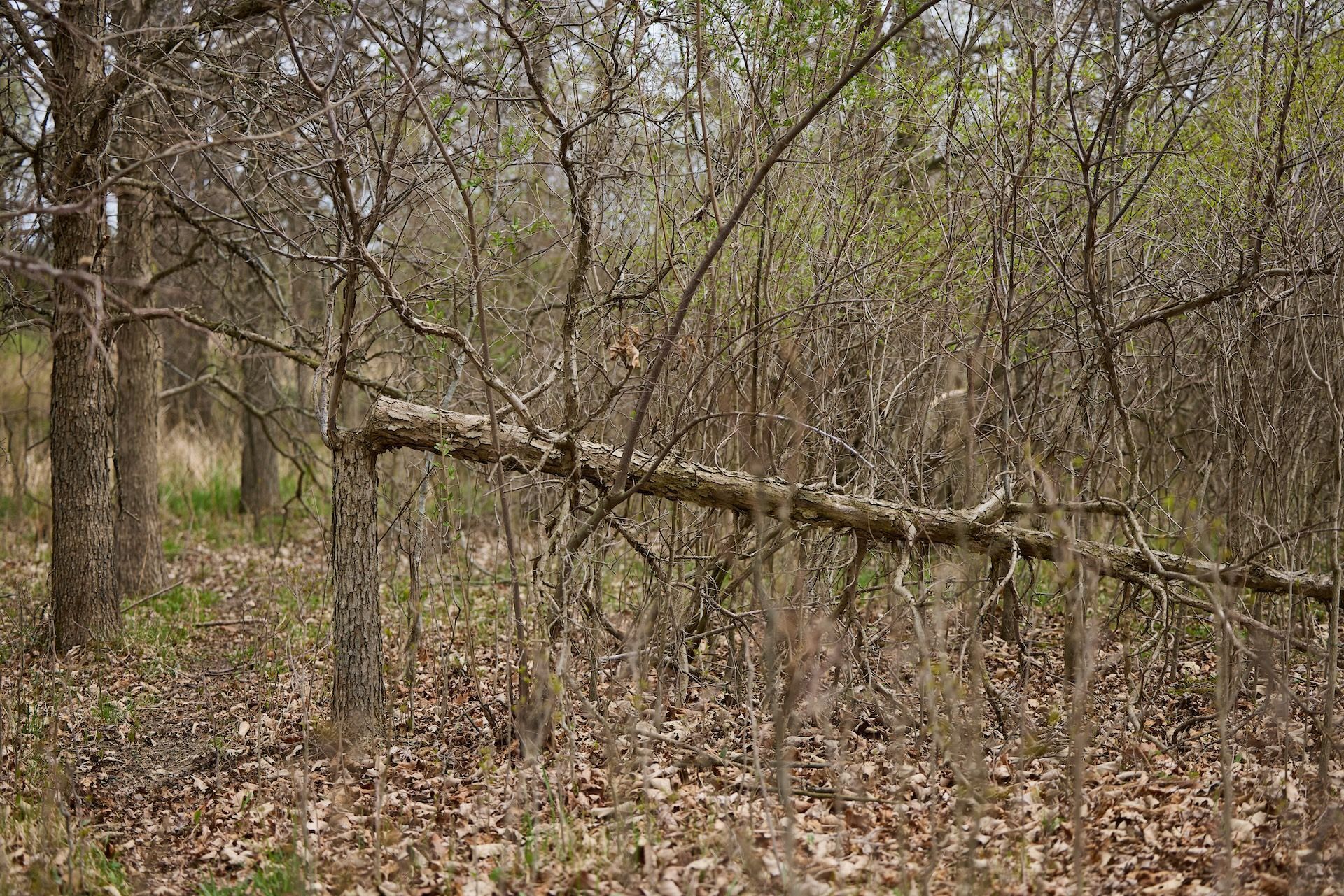 A hinge cut tree in the woods, best time to hinge cut trees concept.