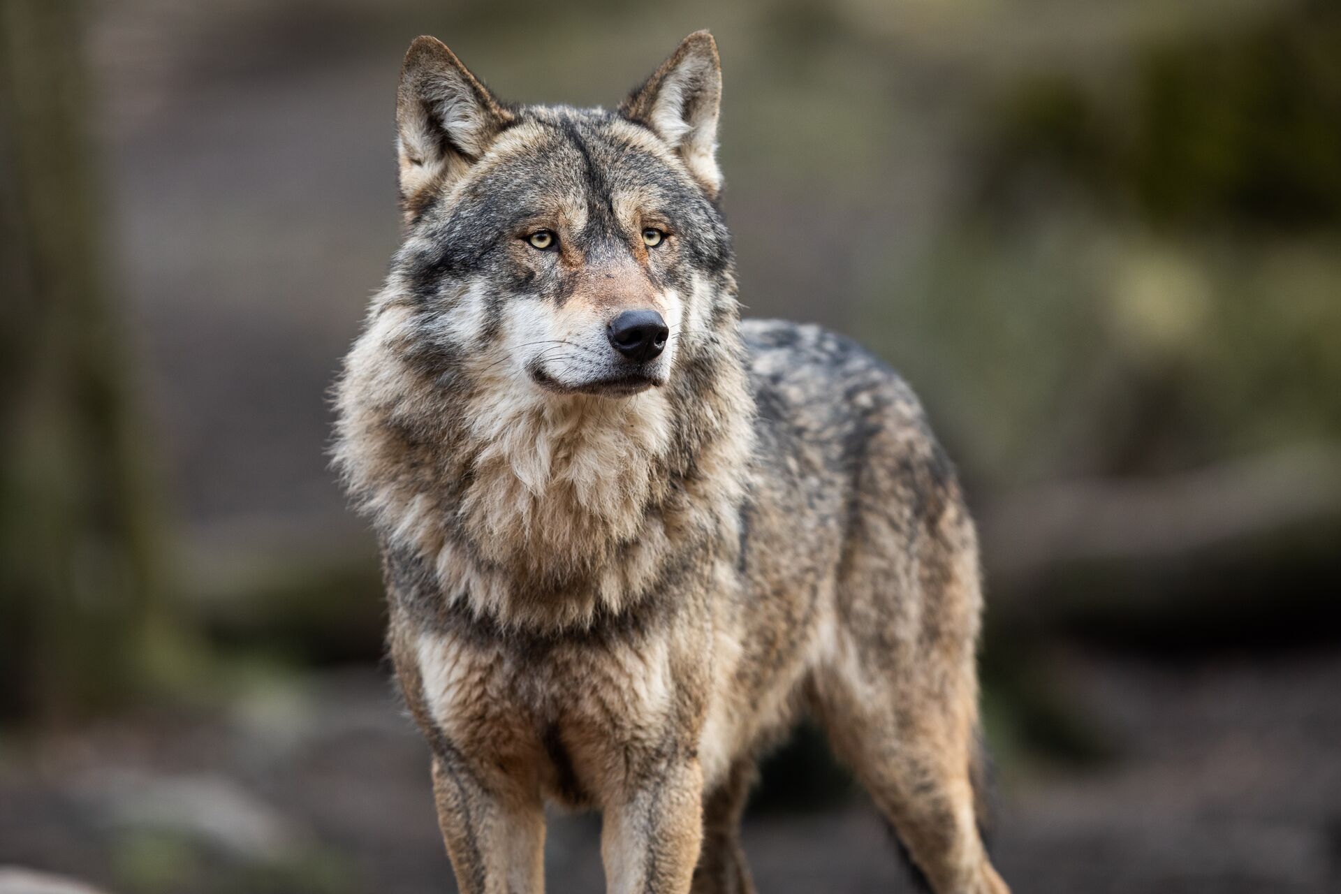A wolf looks on with a blurred background, difference between coyote and wolf concept.