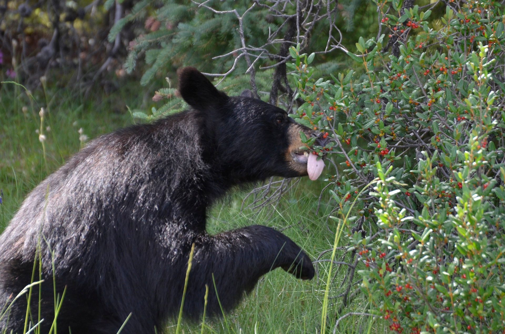 Bear eating berries from a bush, best time to hunt black bear concept.
