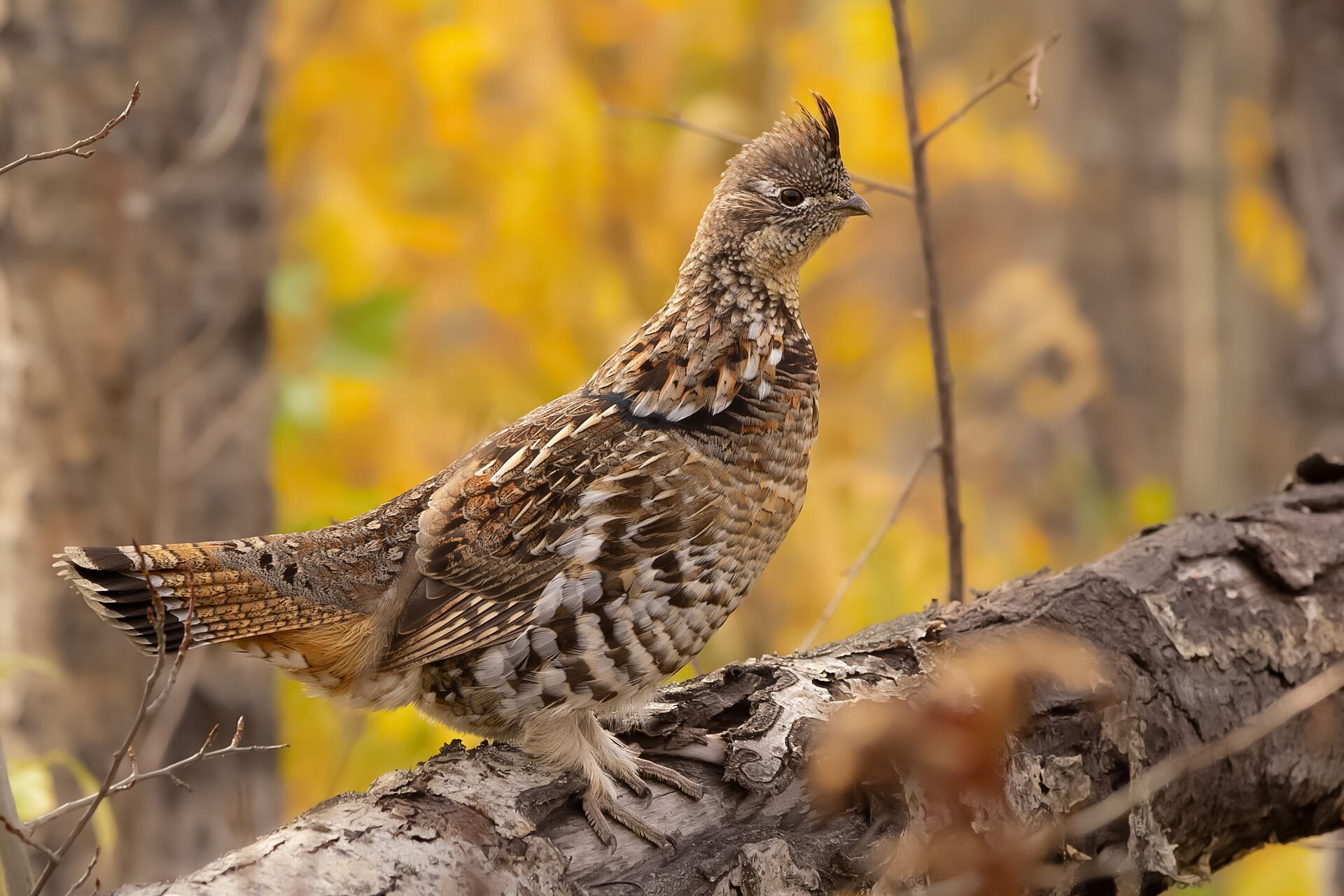 Grouse on a tree branch, what are upland birds concept.