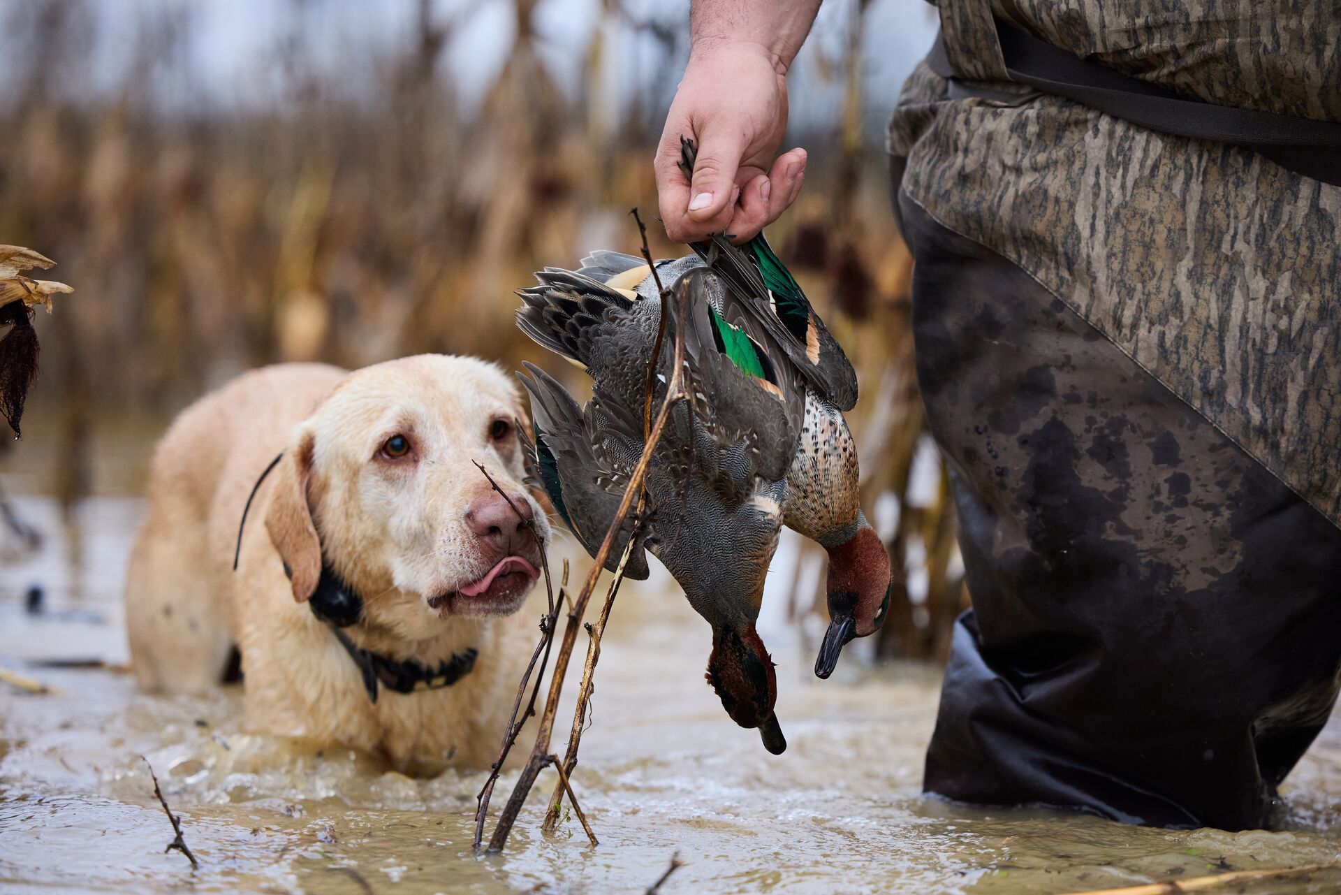Hunting dog eyes duck in hunter