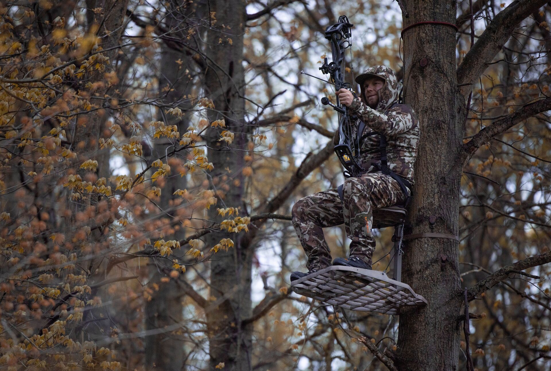 A hunter in a tree stand takes aim with a bow, doe vs button buck concept.